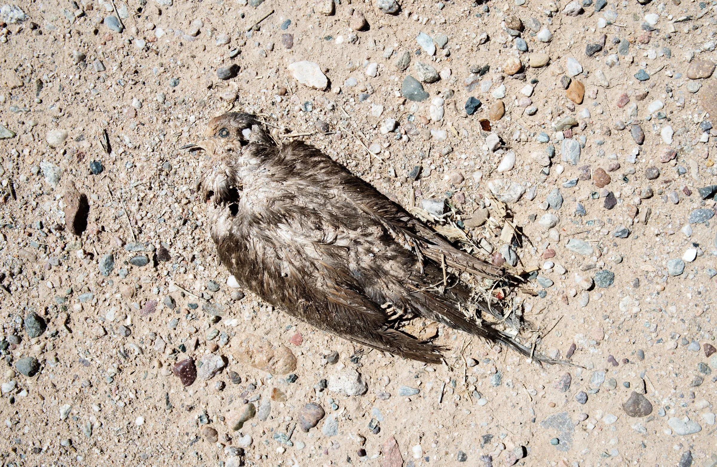  We found this dove at the site where Anaya Longoria Jesus Edel’s body was found. 