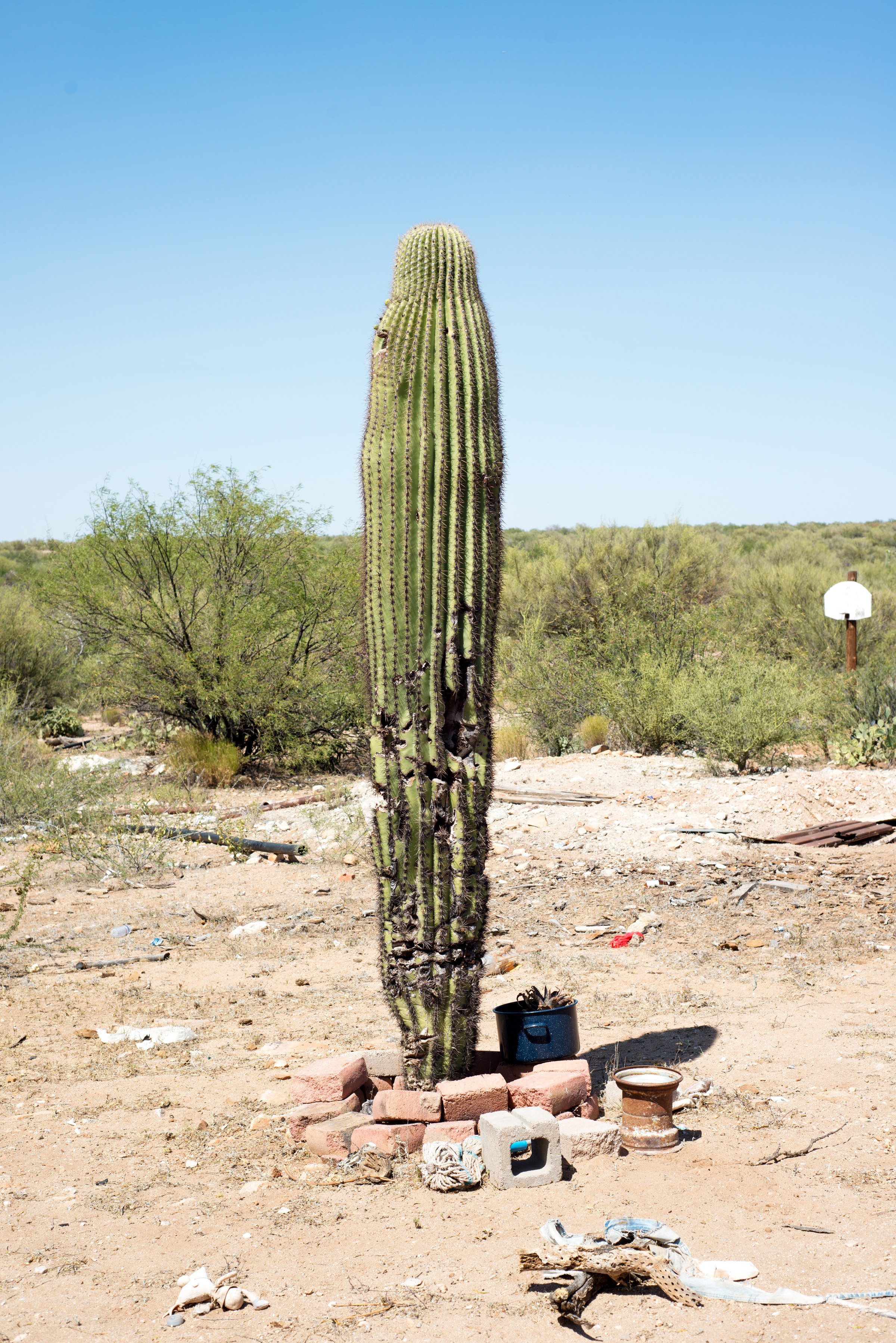  Stan told me that the remains of the migrant I’d been looking for were found at the base of the saguaro. He also told me that his neighbor’s dogs often return from walks in the desert with human bones, including skulls. 