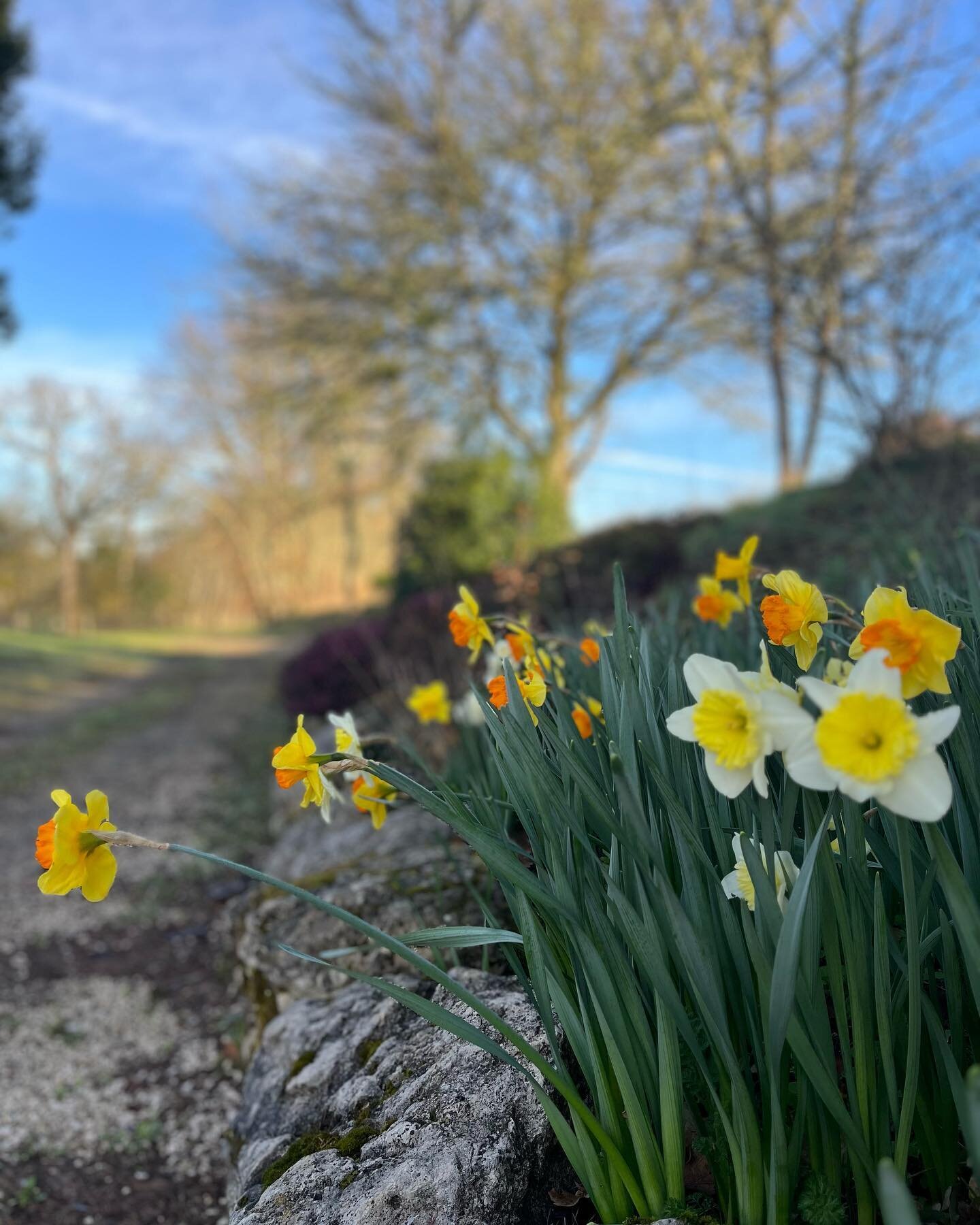 After a week of rain and storms, sunshine is back 🌸☀️ #springiscoming #daffodils #wildflowers
