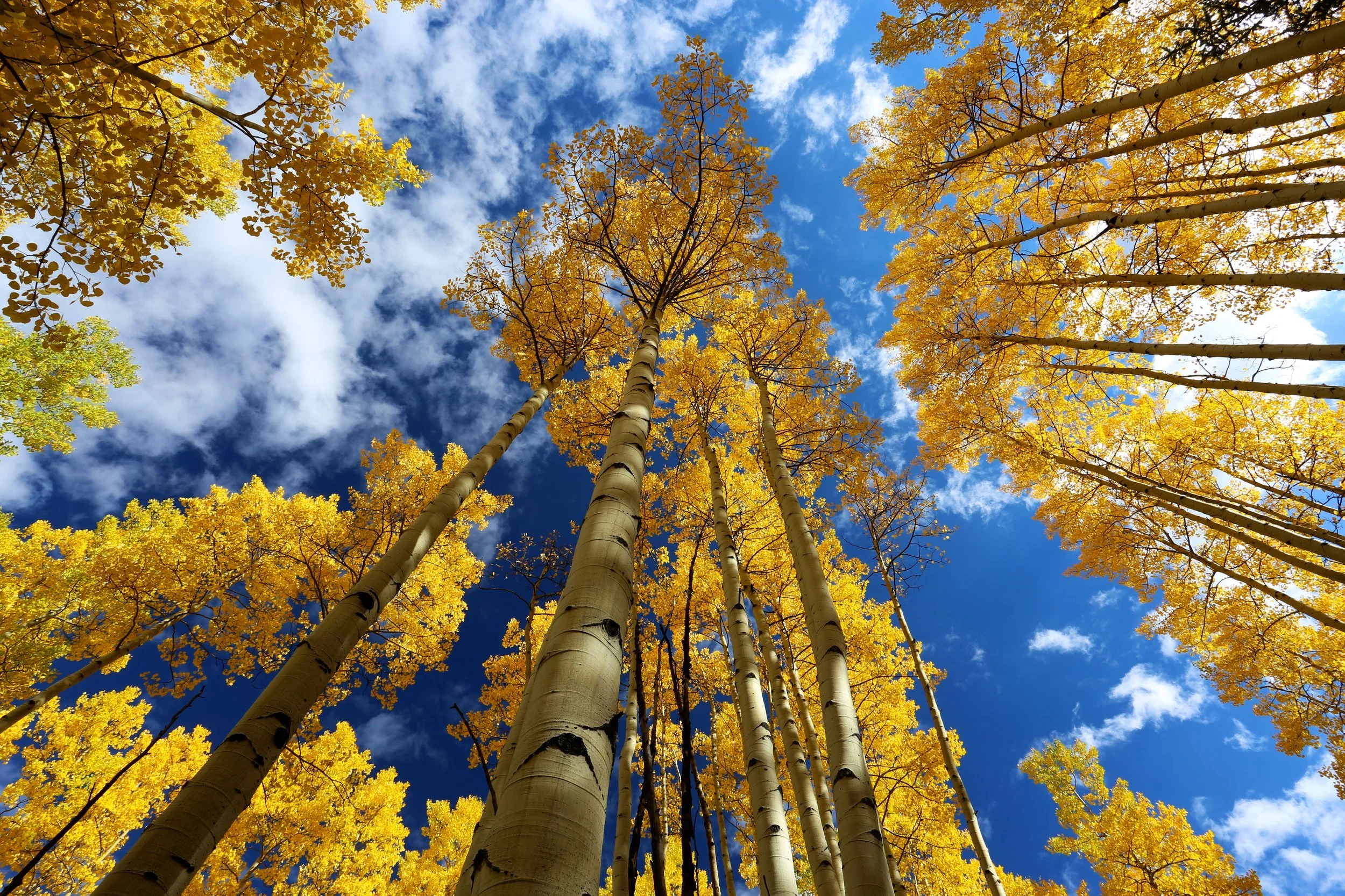 Grant Writing Services Canada Yellowtree Grant Services Inc grant-writing-services-canada-yellowtree-grant-services-inc