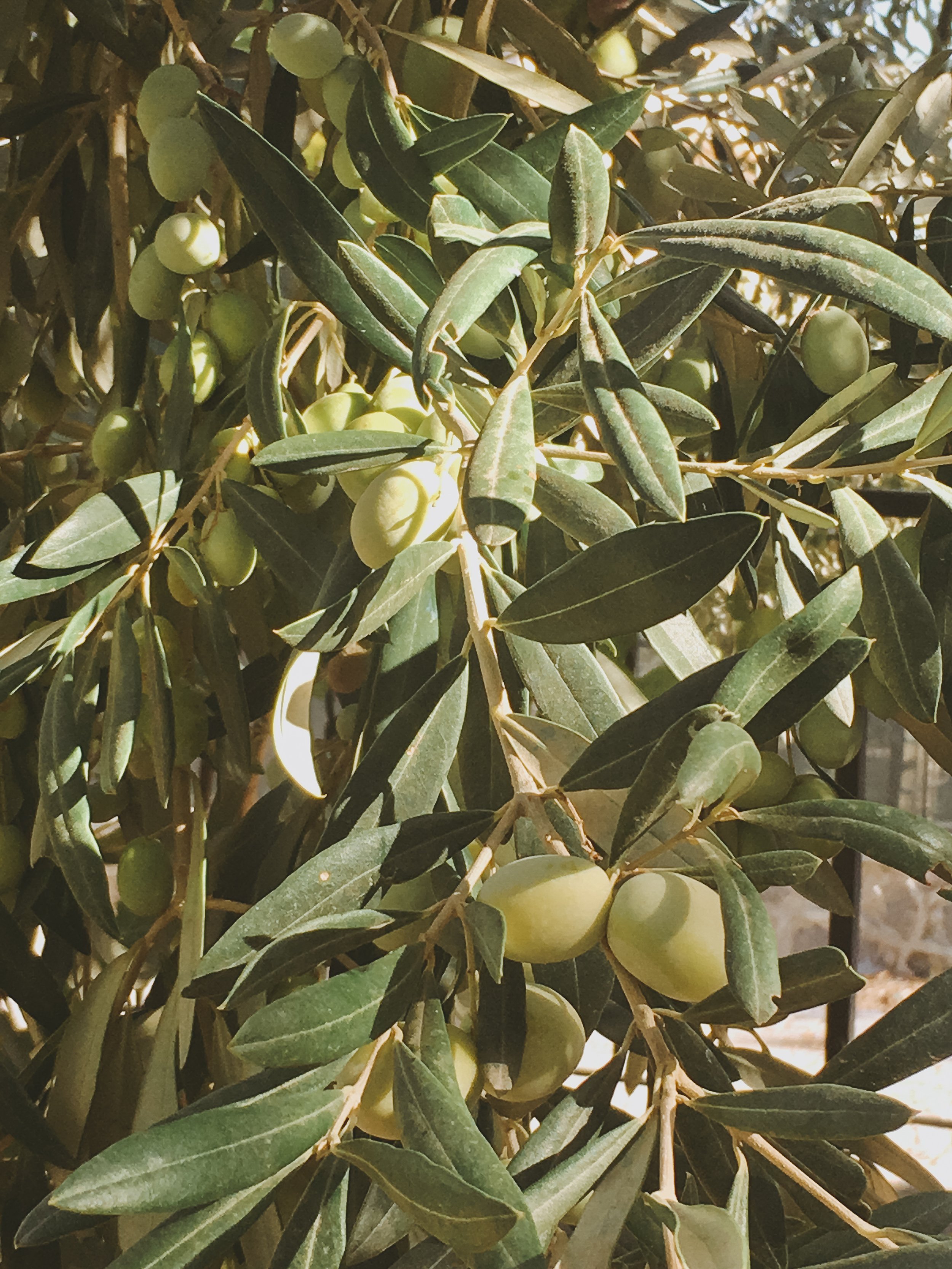 globally rooted - issue 04