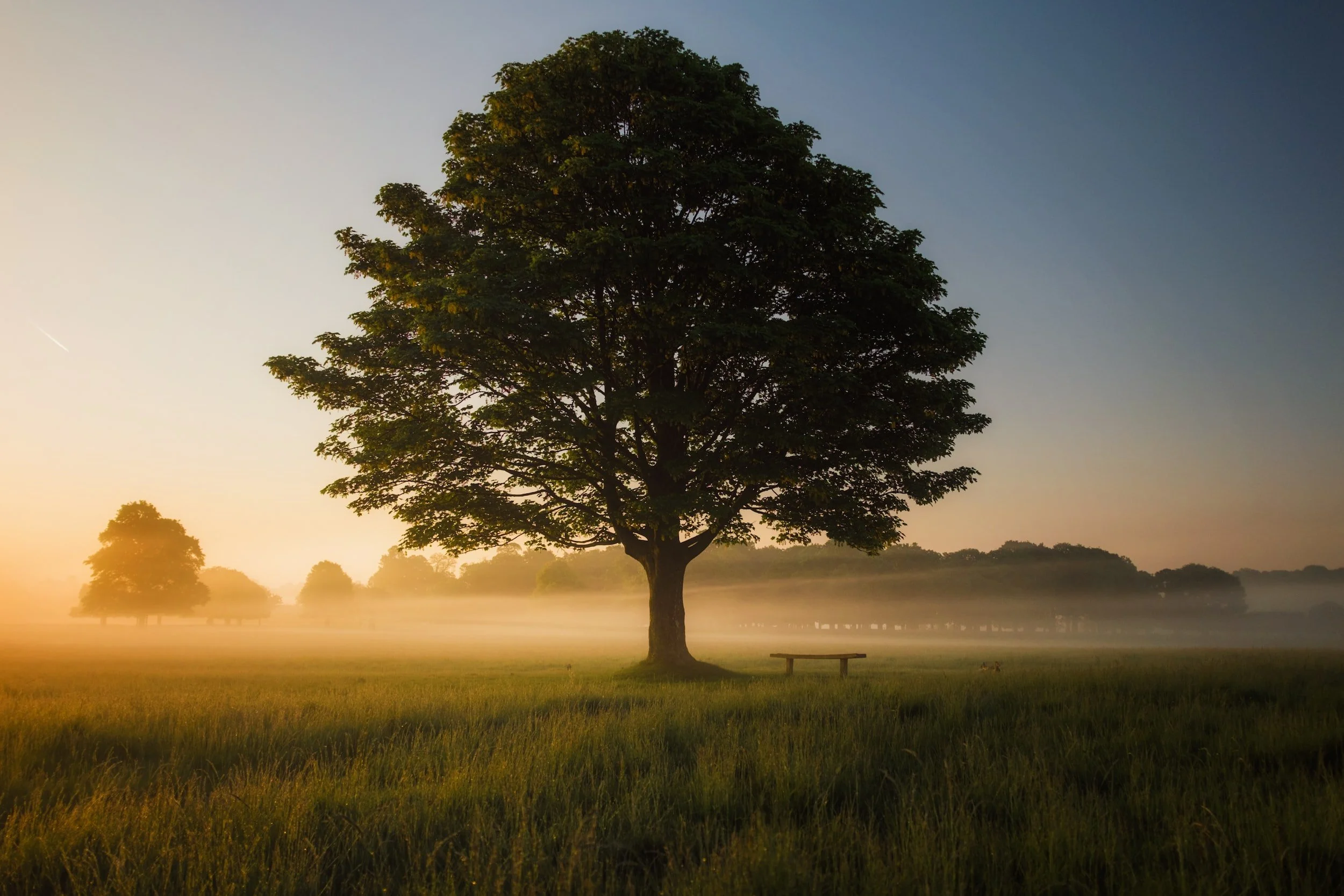 A solitary tree stands in a misty field at sunrise with a bench nearby, surrounded by low mist and a golden light in the sky.