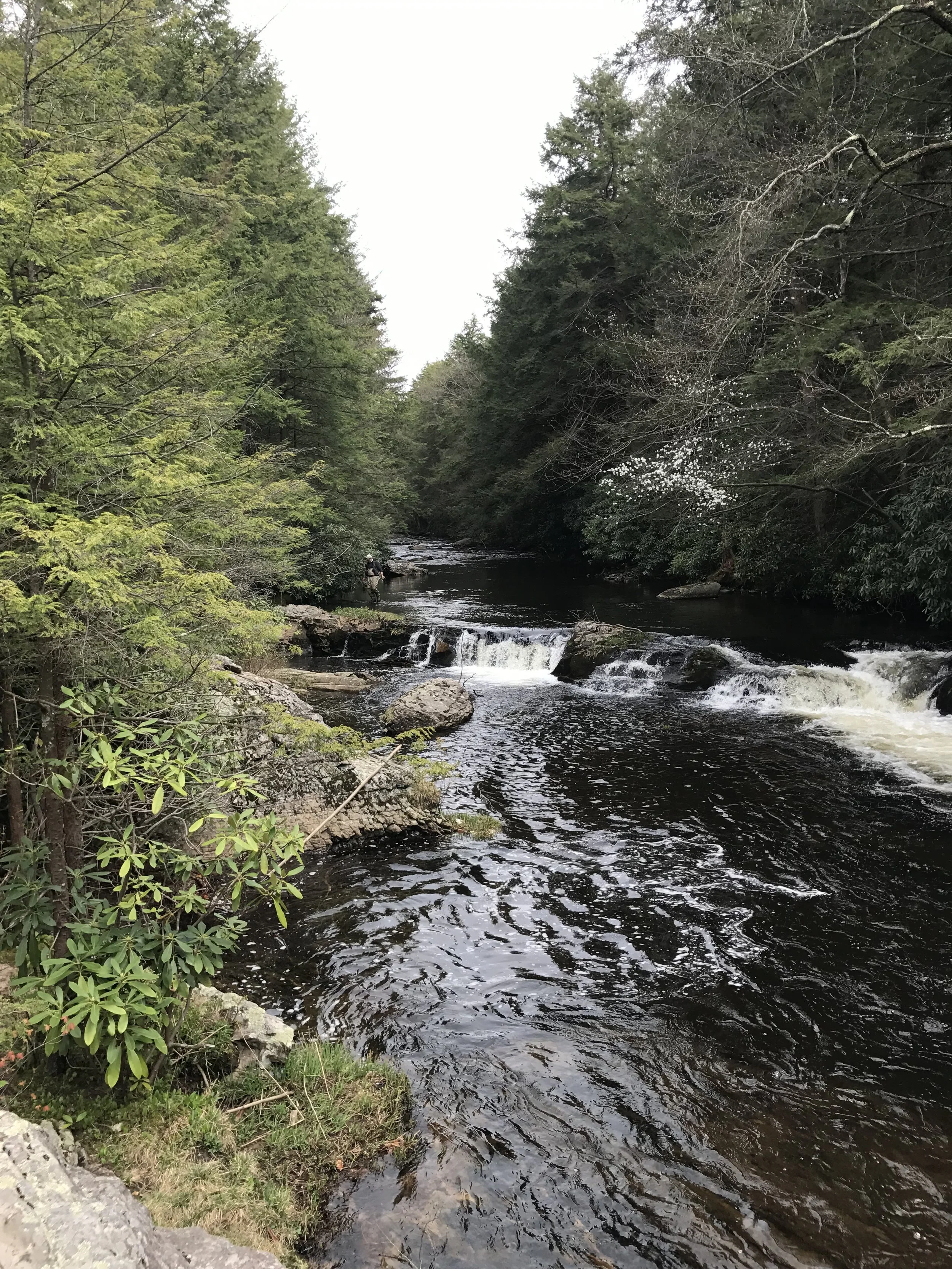 A serene forest river flowing over small rocks, surrounded by dense green trees under an overcast sky.