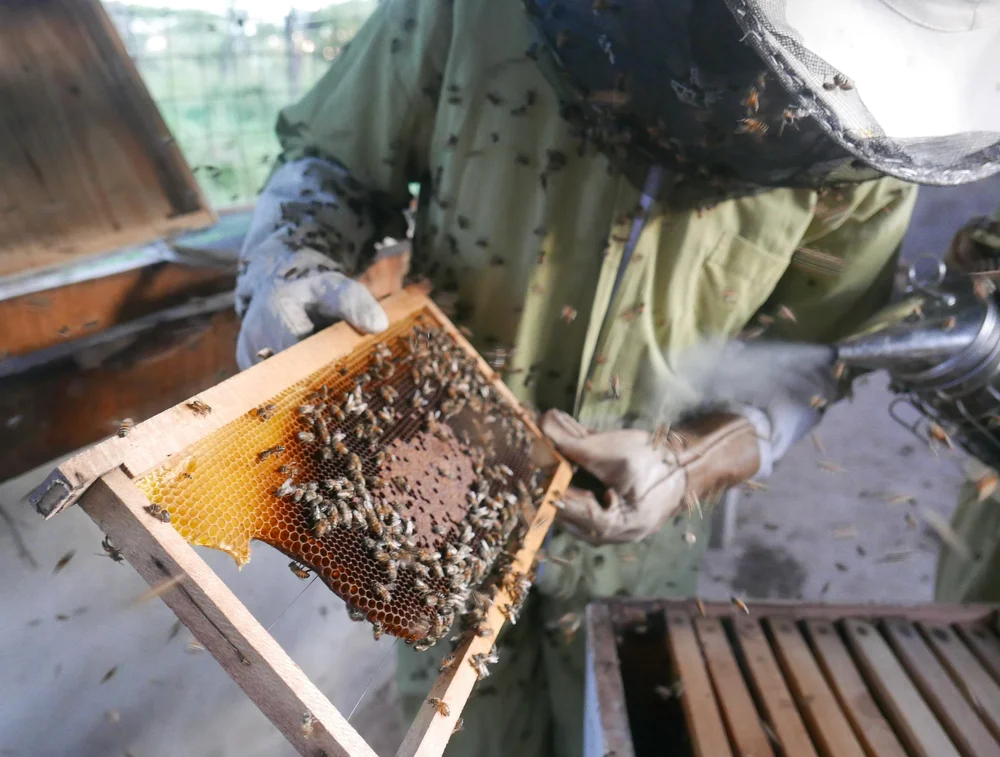 Services 3 Northern Tanzania Beekeeping Company services-3-northern-tanzania-beekeeping-company