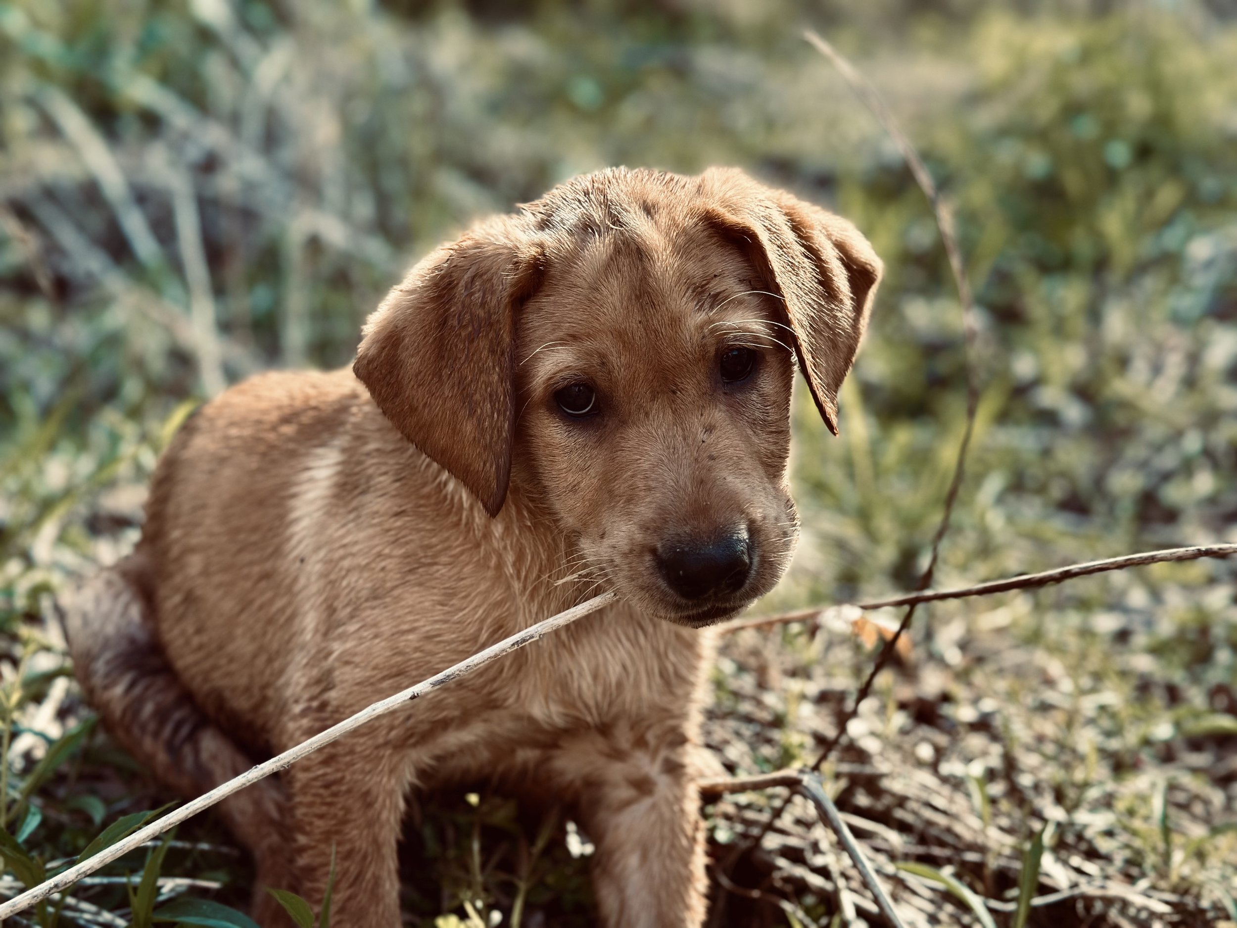 Optimal Puppy Feeding Schedule at Arrowhead Kennels