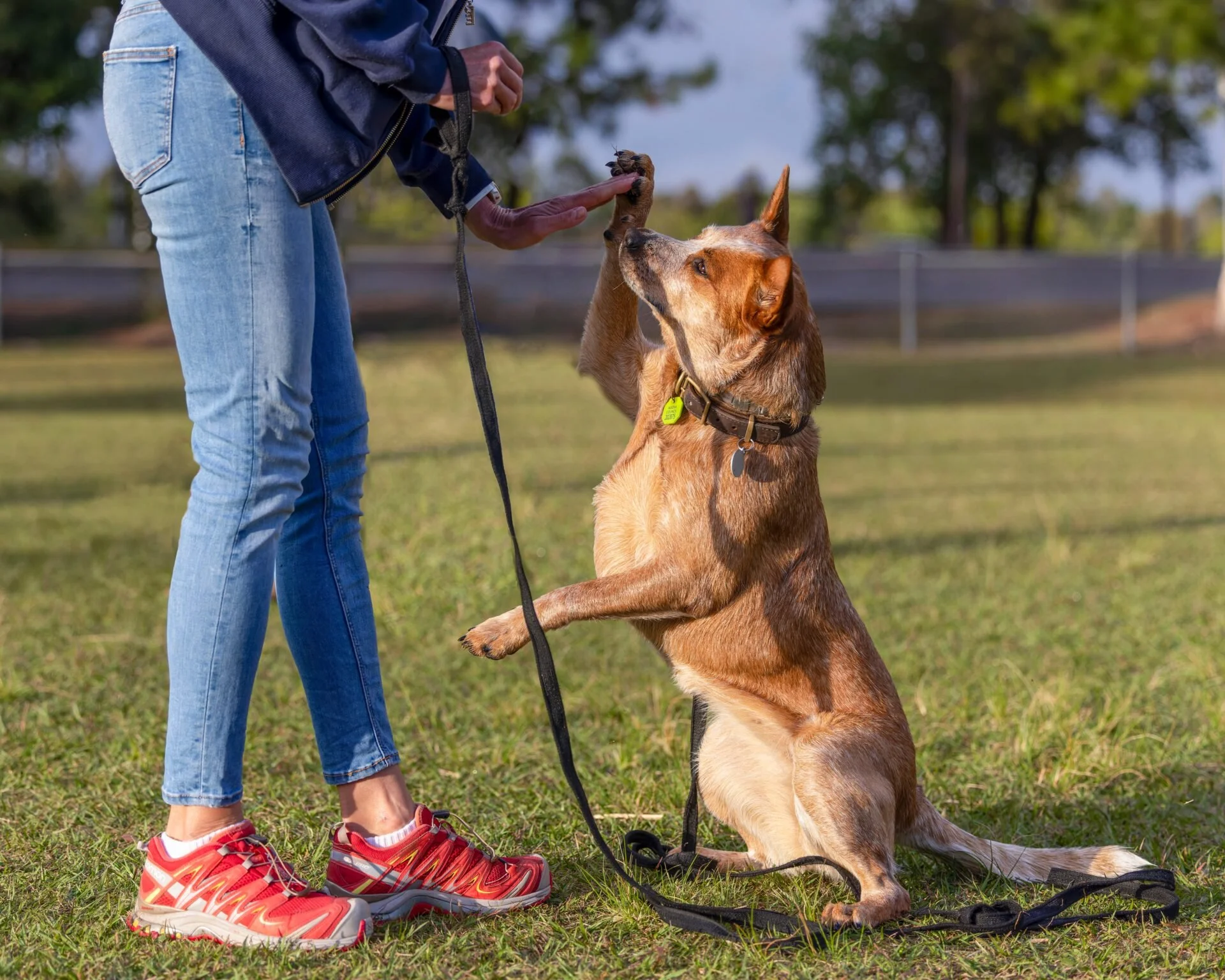 Noosa-Dog-Traiing-Advanced-Classes-03-1920x1536.jpg