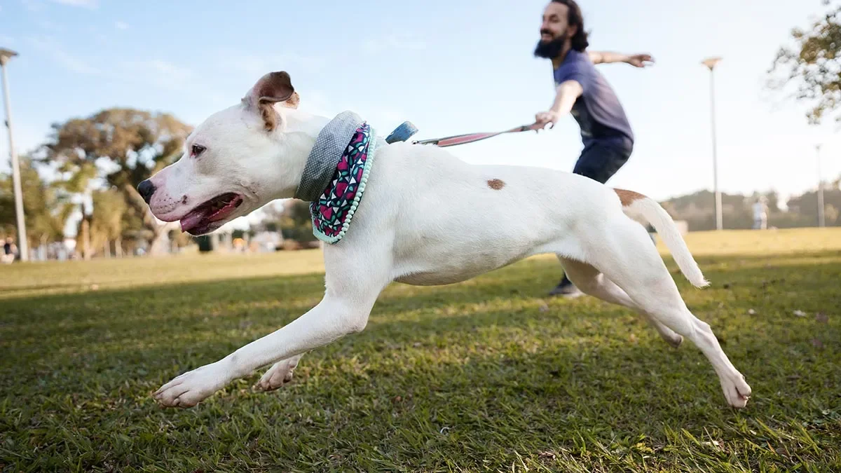 LUNGING-DOG.jpg.webp