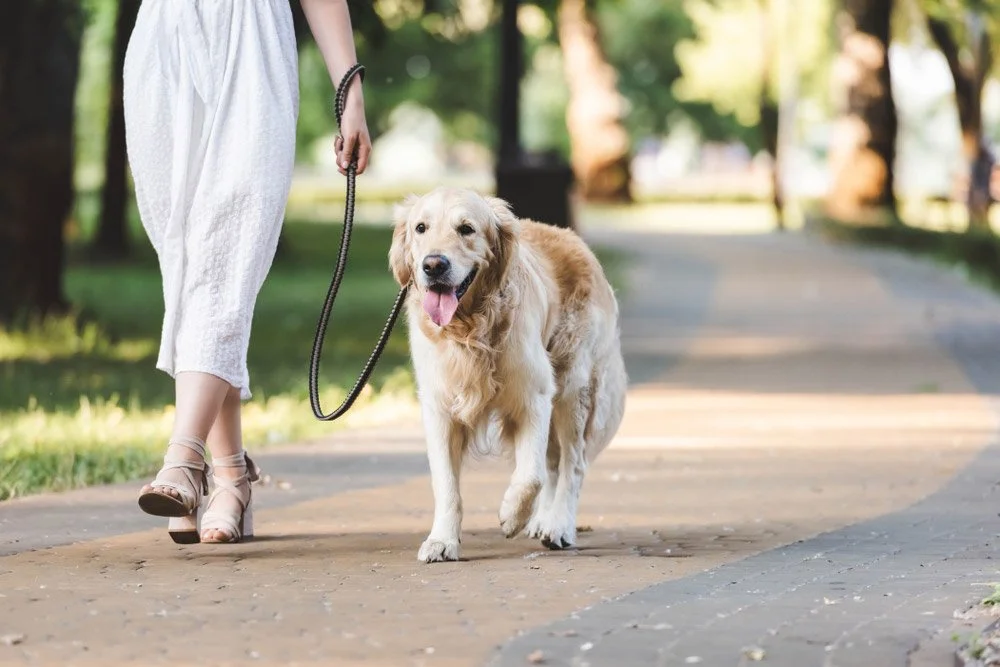 female-owner-walking-her-golden-retriever-dog-on-a-pathway_LightField-Studios_Shutterstock.jpg