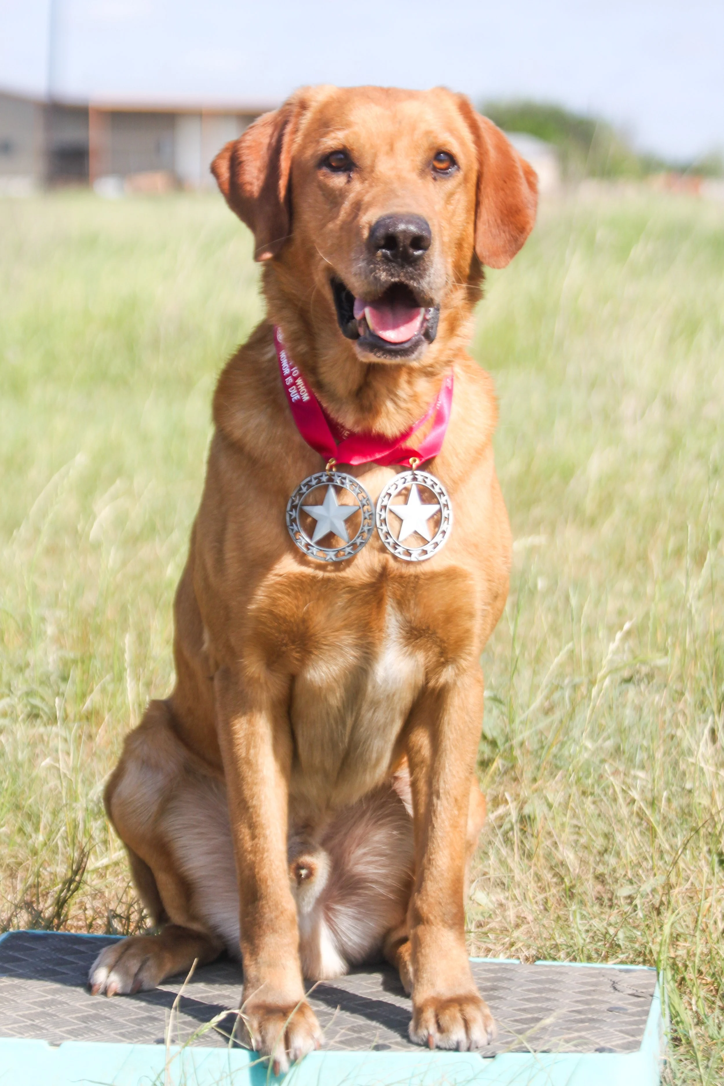 A black Labrador Retriever puppy sitting on the grass with green bushes in the background, looking at the camera with its tongue out.