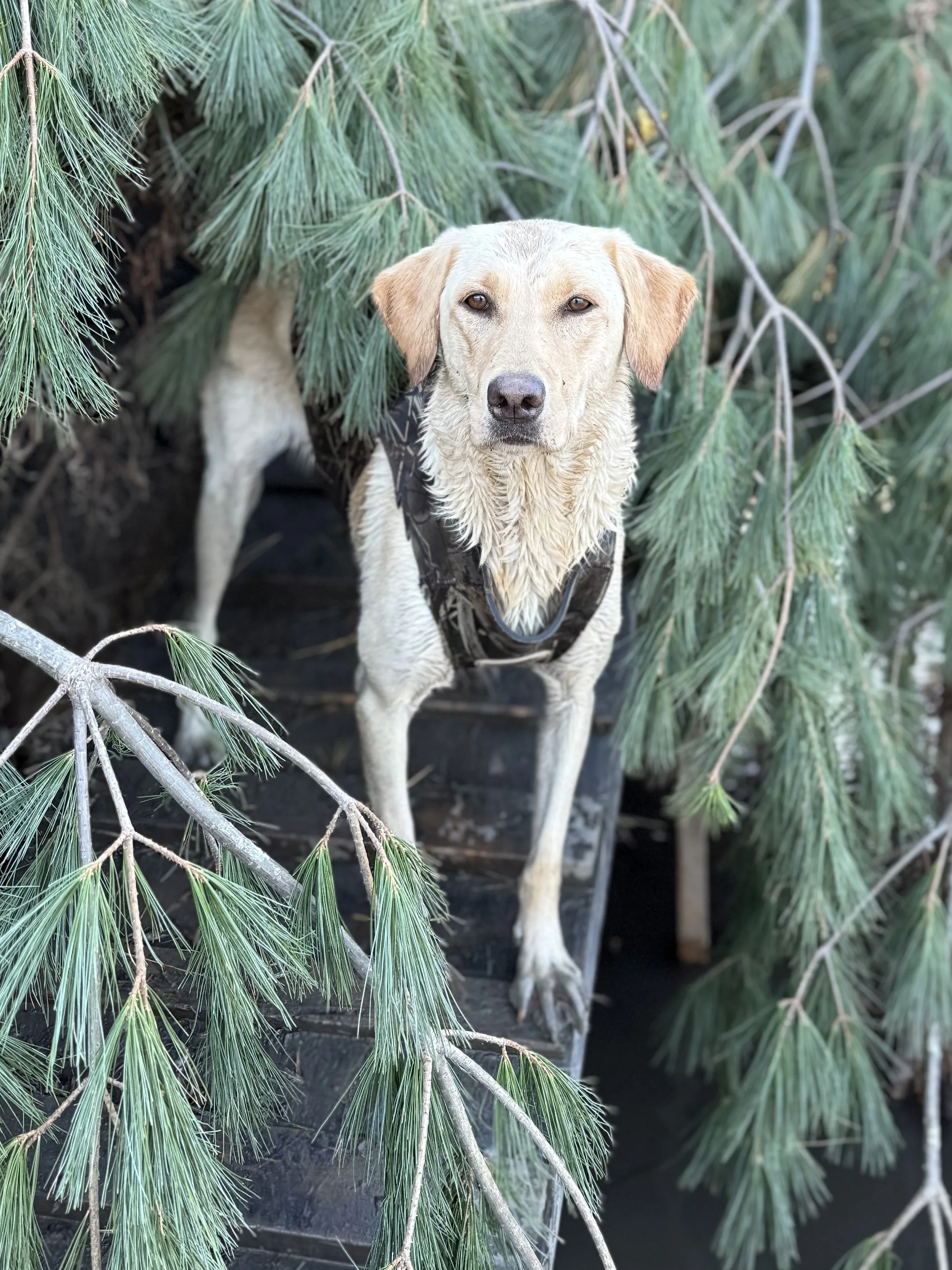 A dog sitting on a green mat outdoors, surrounded by two award ribbons from a hunting retriever club.