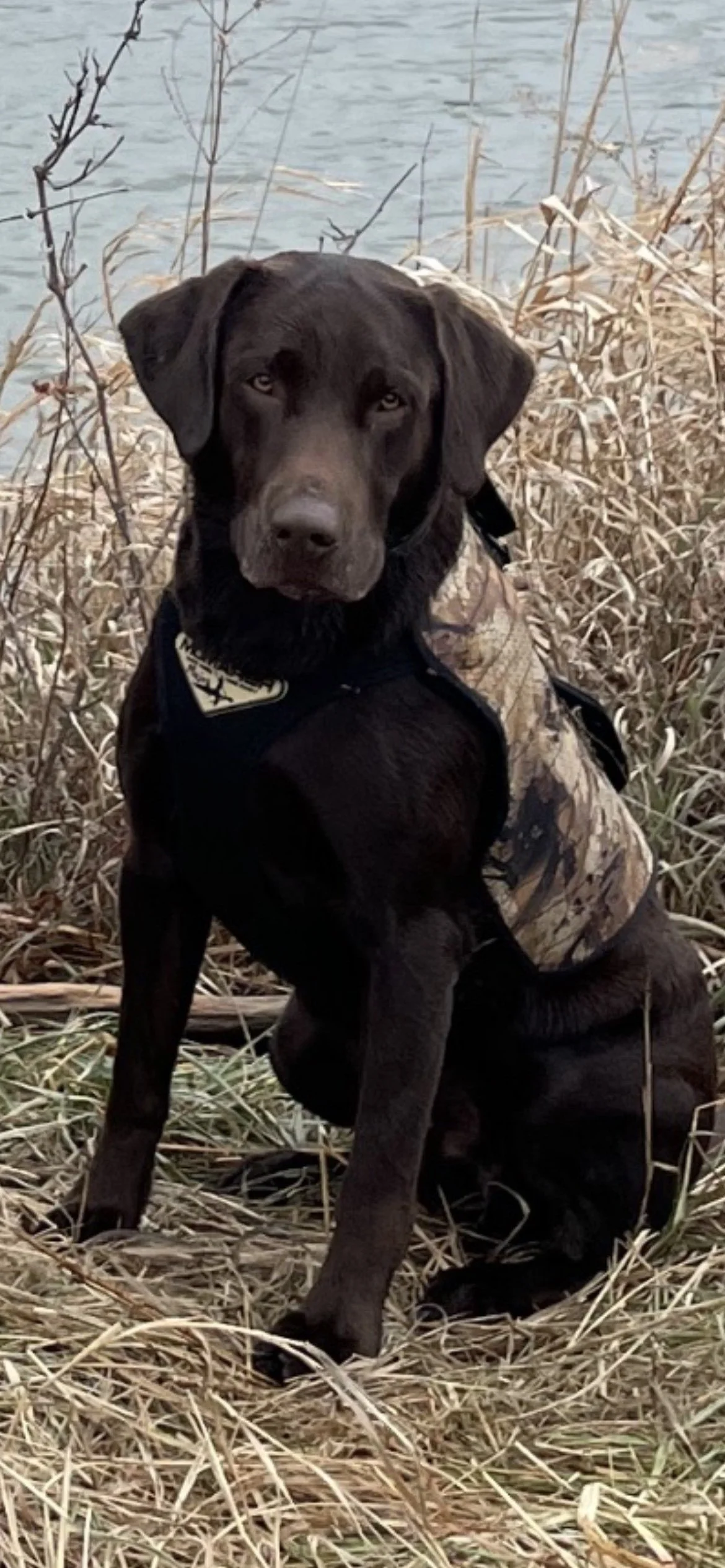 A brown Labrador Retriever dog sitting on grass in a field of tall grass and greenery, with sunlight in the background.