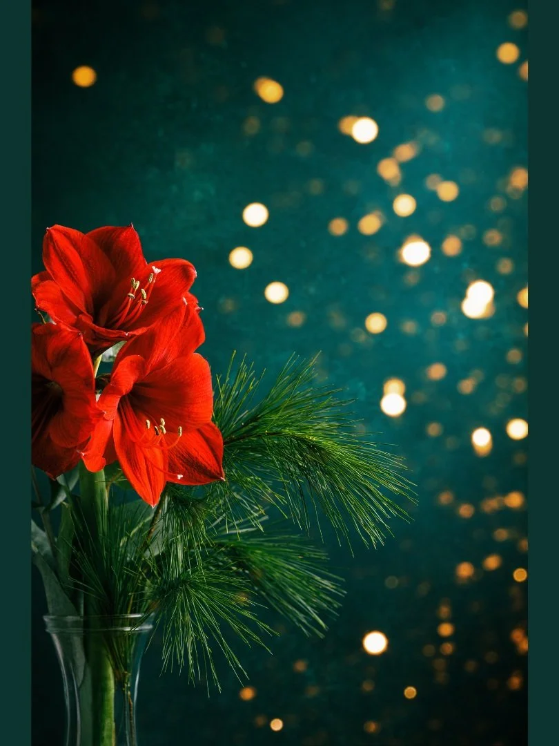 Sugar-plums and fairies