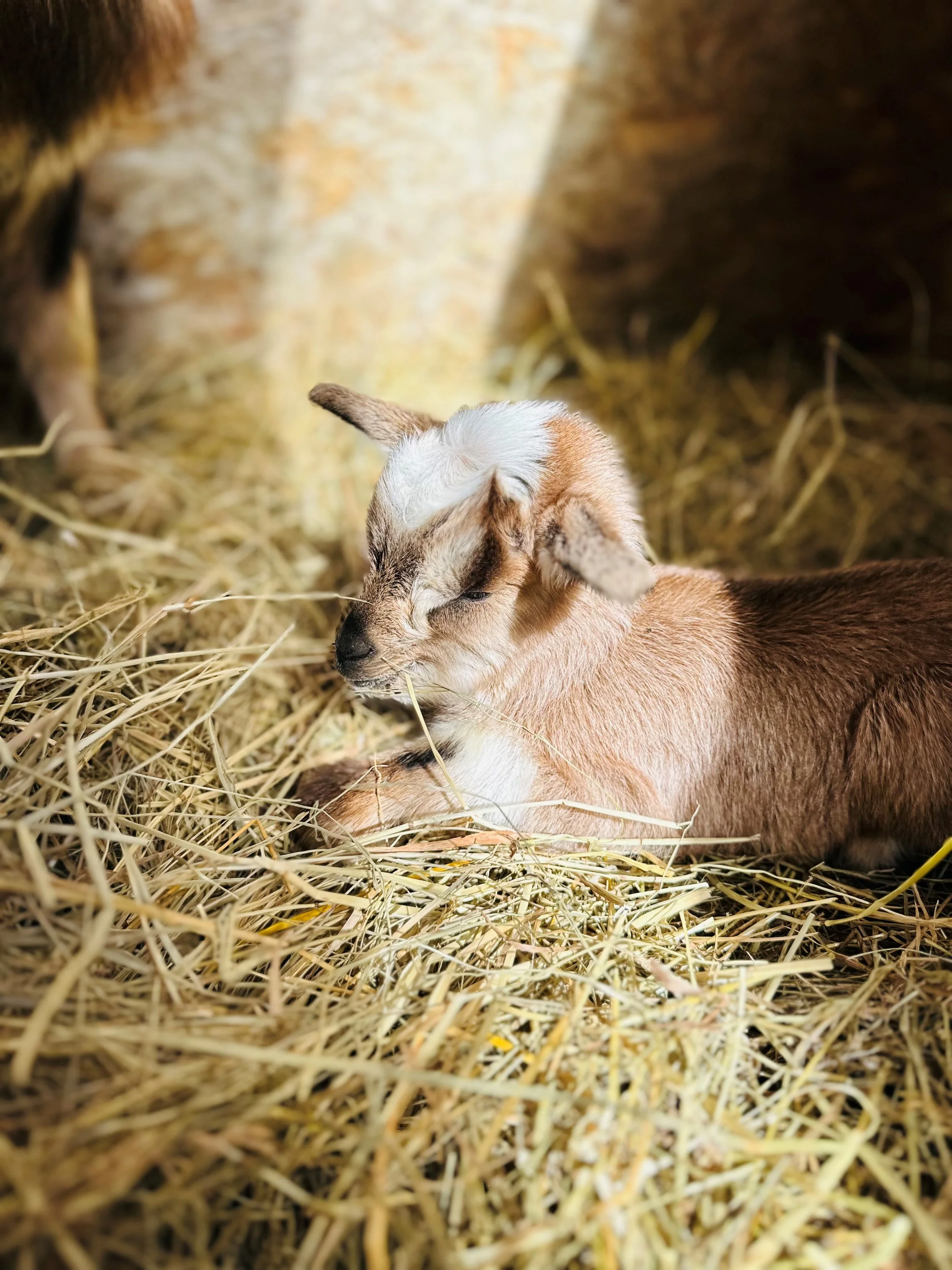 The Realities of Goat Kidding: More Than Just Cute Babies