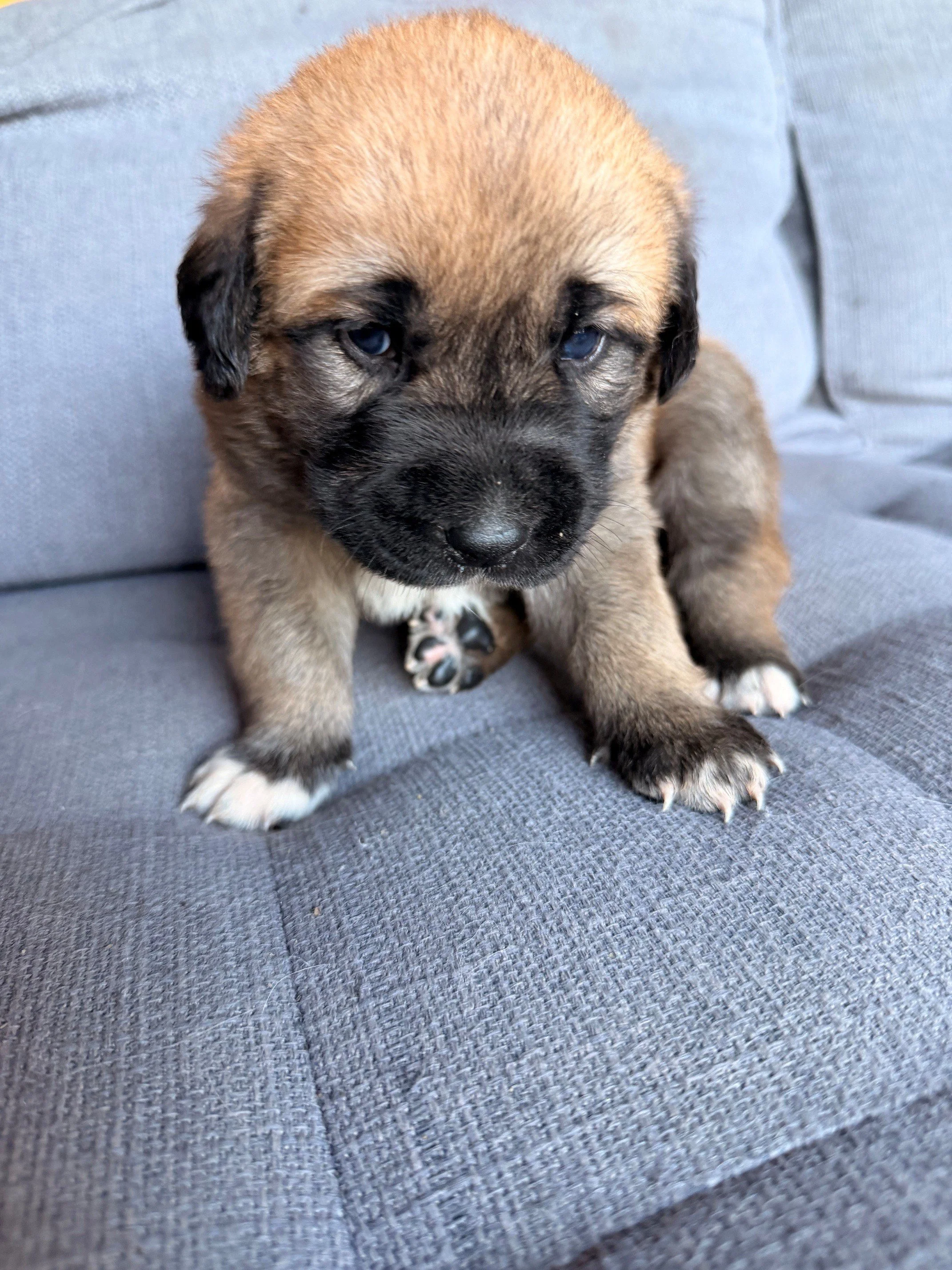 Anatolian Shepherd x Yellow Lab