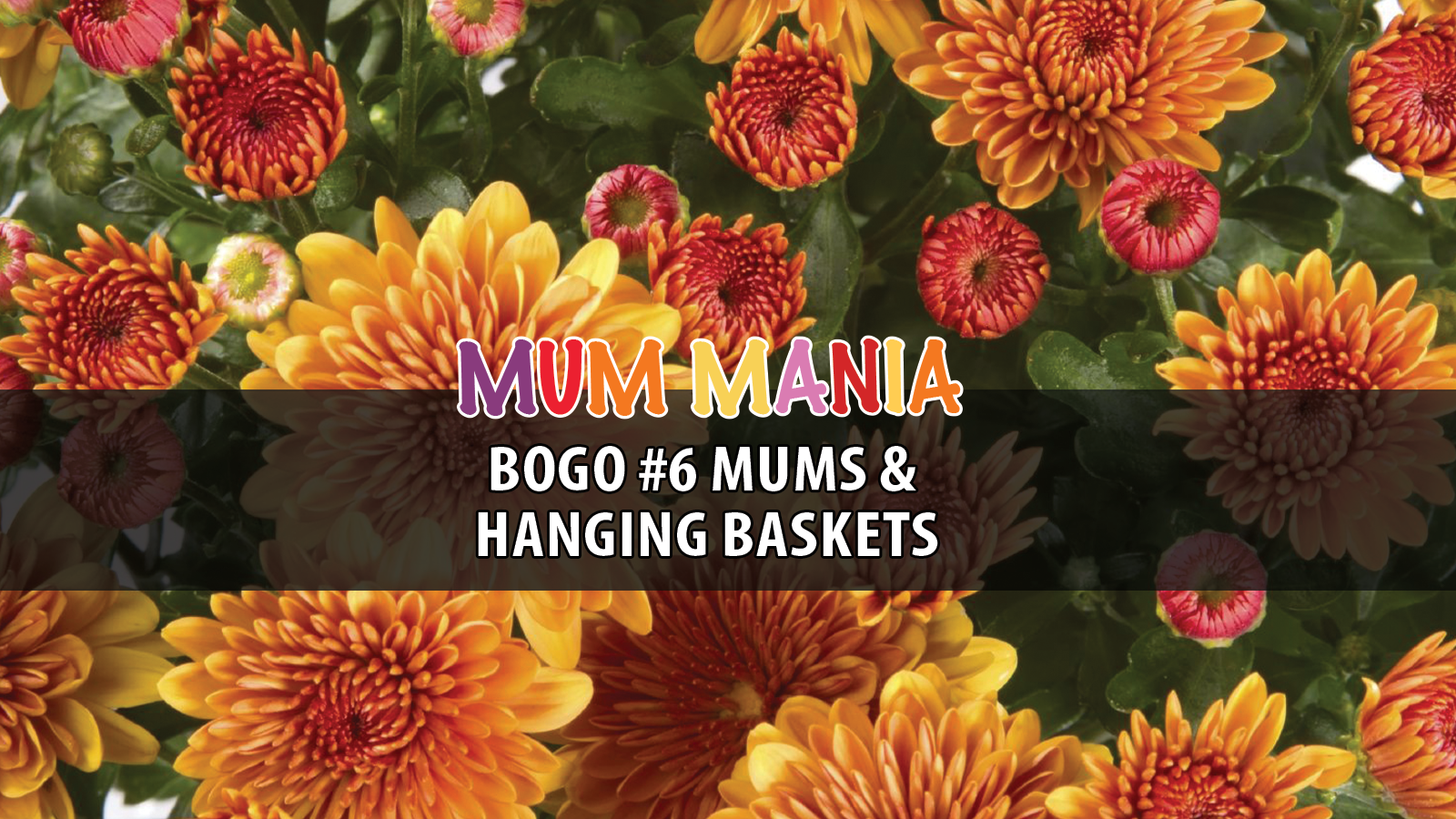 Mummania slider 2026.png