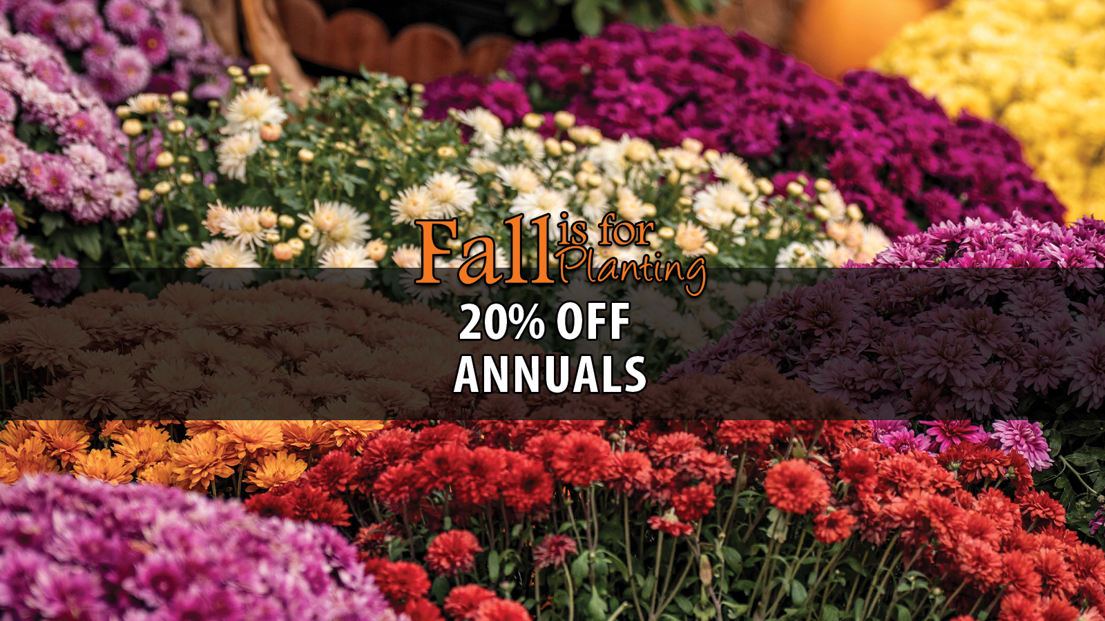 Fall Annuals Mums.png