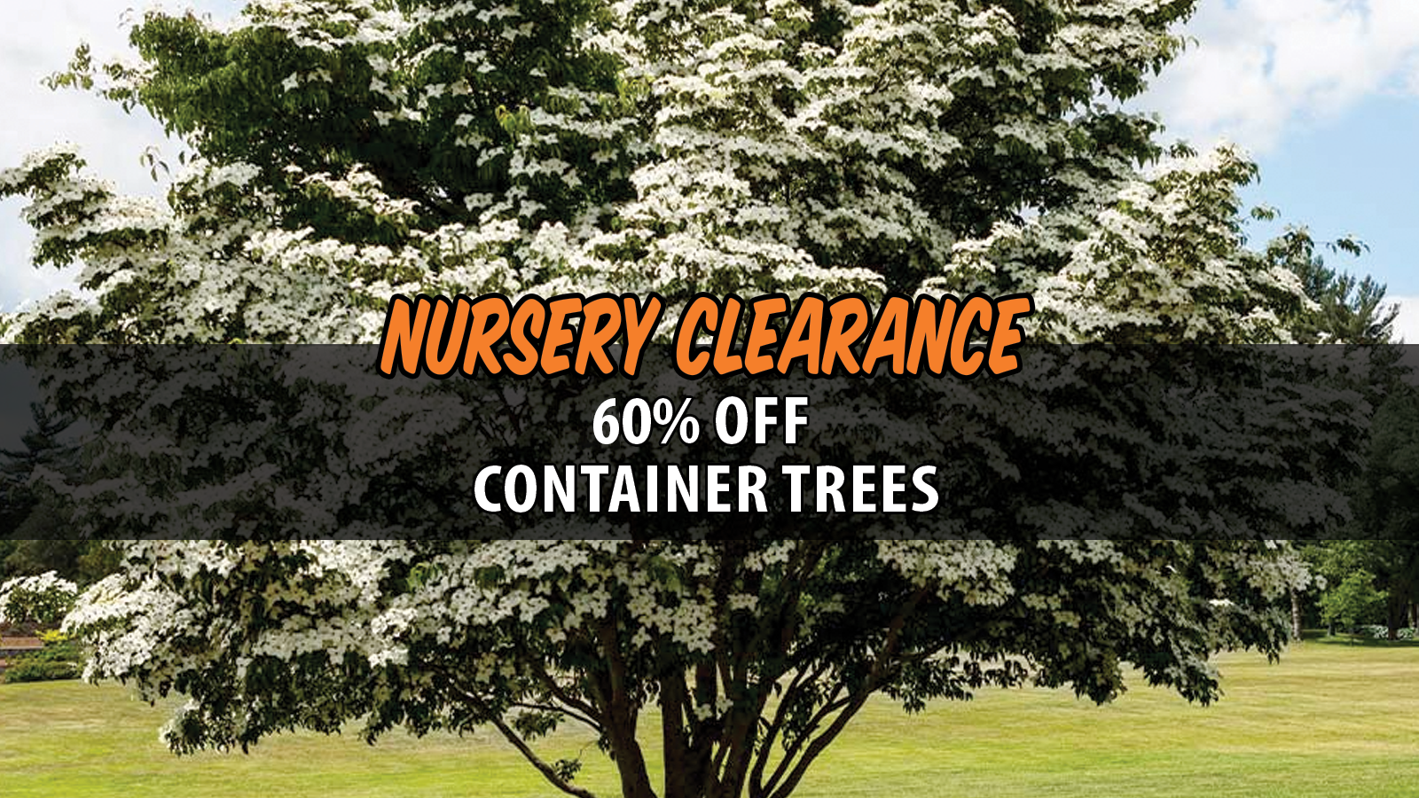 Flowering dogwood tree with promotional text reading “Nursery Clearance: 60% Off Container Trees.”