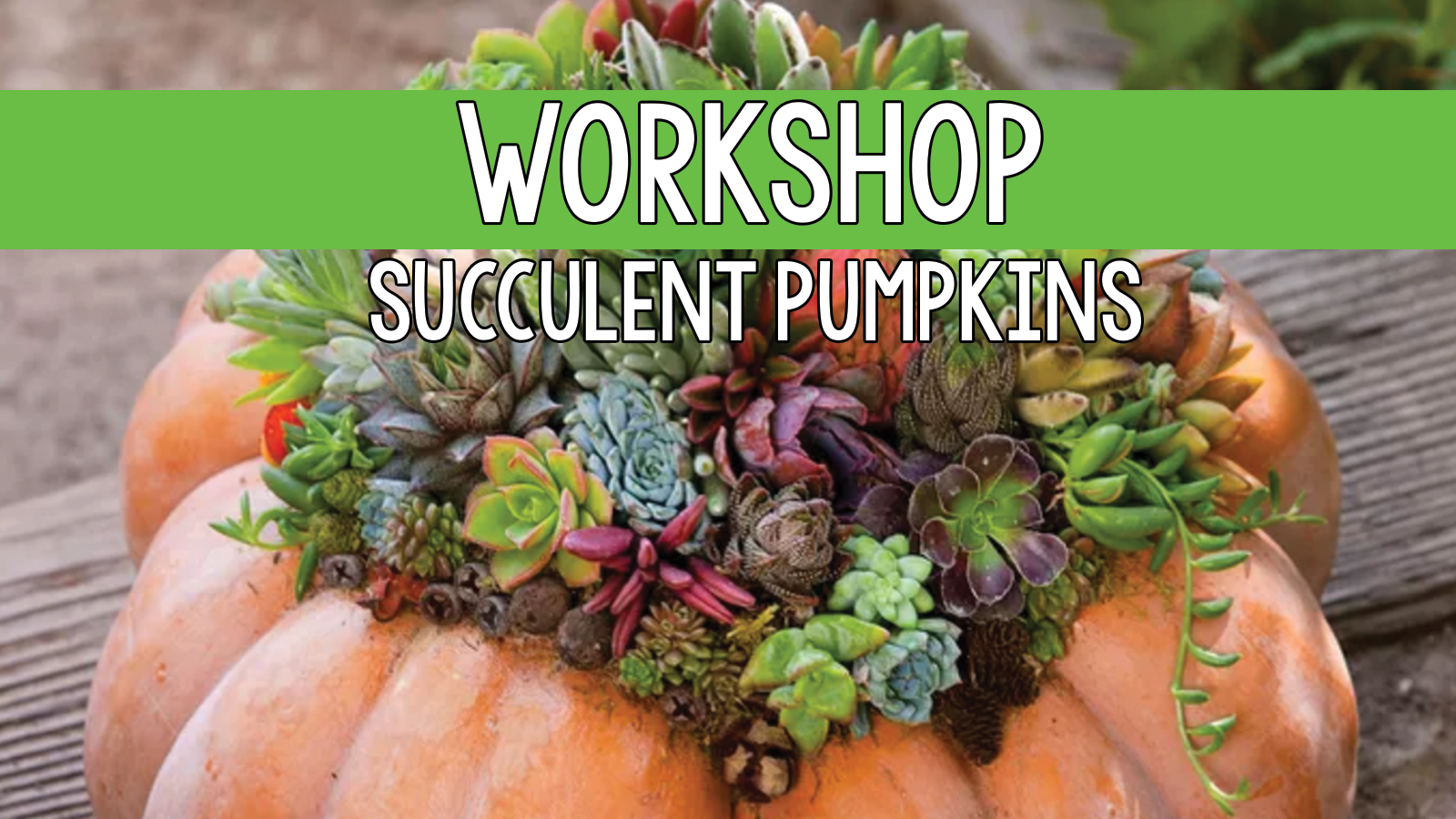 Succulent Pumpkin Workshop