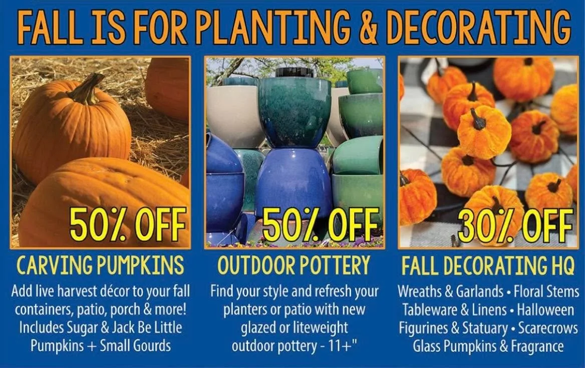 🍁 Fall is for Planting & Decorating!
🎃 Save 50% on Carving Pumpkins
🪴 Save 50% on Outdoor Pottery
🍂 Save 30% on Fall Decor
#fall #falldecor #local #buckscountrygardens #buckscounty #visitbcg #visitbuckscountrygardens #buckscountypa #bucksha