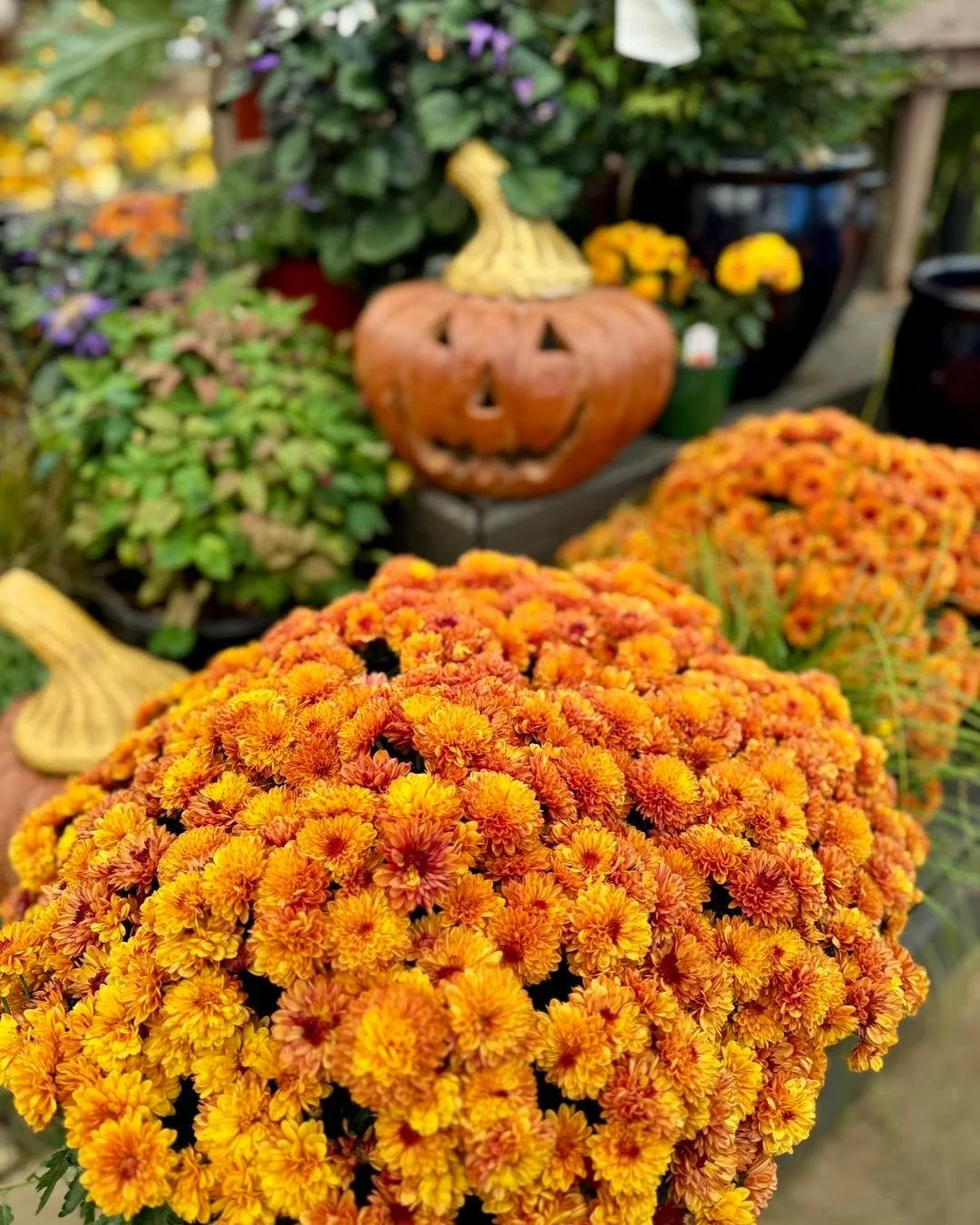 🍁 Your front porch called… it’s craving pumpkins, mums, and a touch of fall magic! 🎃 🍂
#fall #falldecor #fallstyle #local #buckscountrygardens #buckscounty #visitbcg #visitbuckscountrygardens #buckscountypa #buckshappening #supportlo