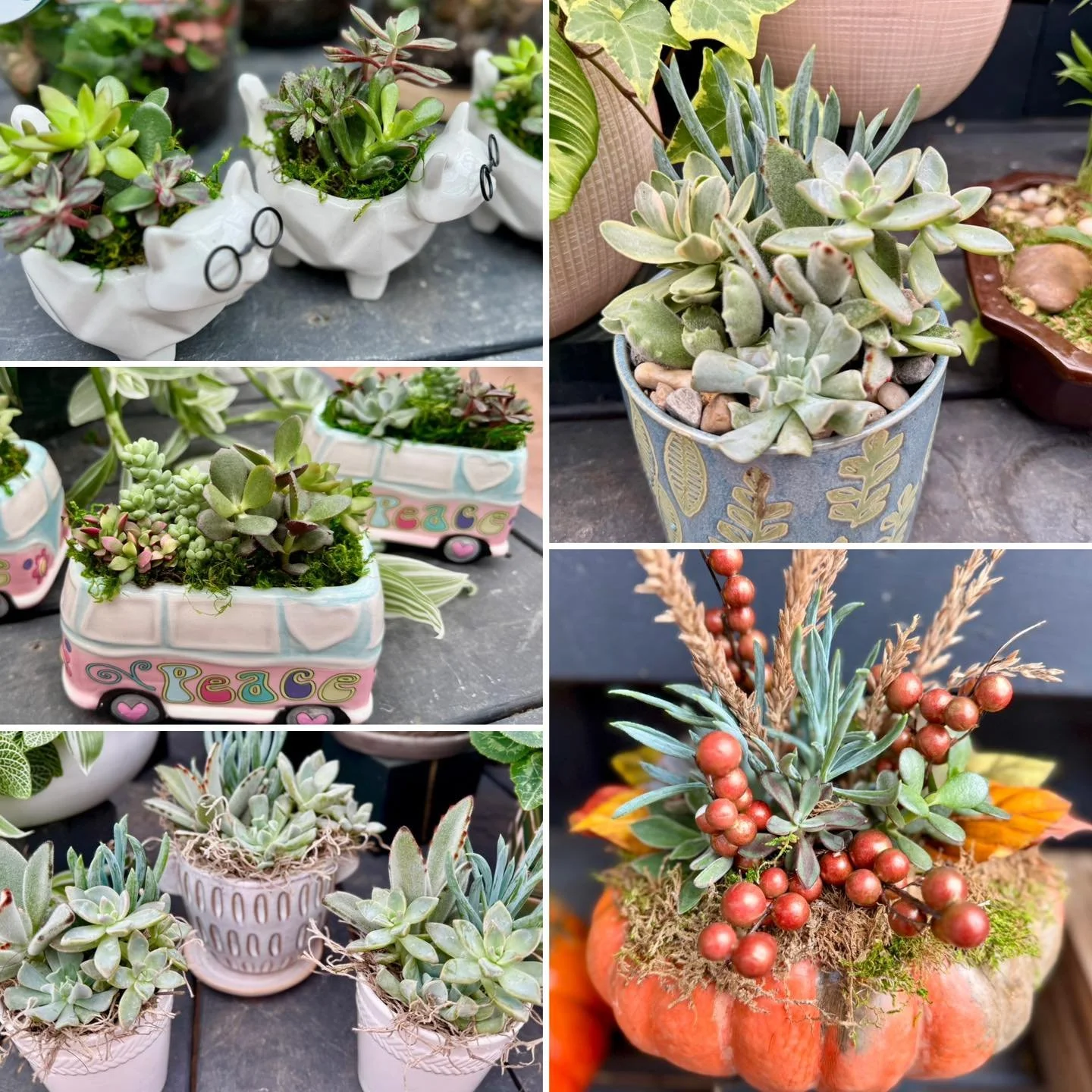 🌵 Fresh drops for your desktop jungle!
Stop in a grab a planter that will make your space feel alive! 🌱 
#succulent #houseplants #local #buckscountrygardens #buckscounty #visitbcg #visitbuckscountrygardens #buckscountypa #buckshappening #supportl