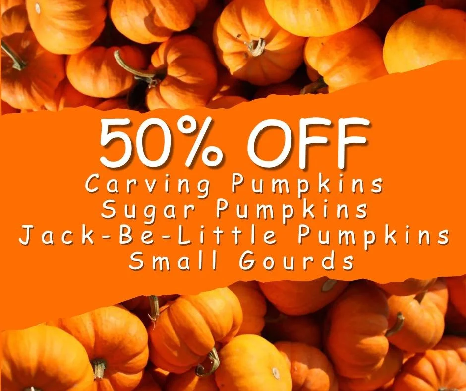 🎃 Pick your perfect pumpkin for less! 🍂🧡
Save 50% on carving, sugar, and jack-be-little pumpkins and small gourds!
#fall #fallharvest #falldecor #local #buckscountrygardens #buckscounty #visitbcg #visitbuckscountrygardens #buckscountypa #bucksha