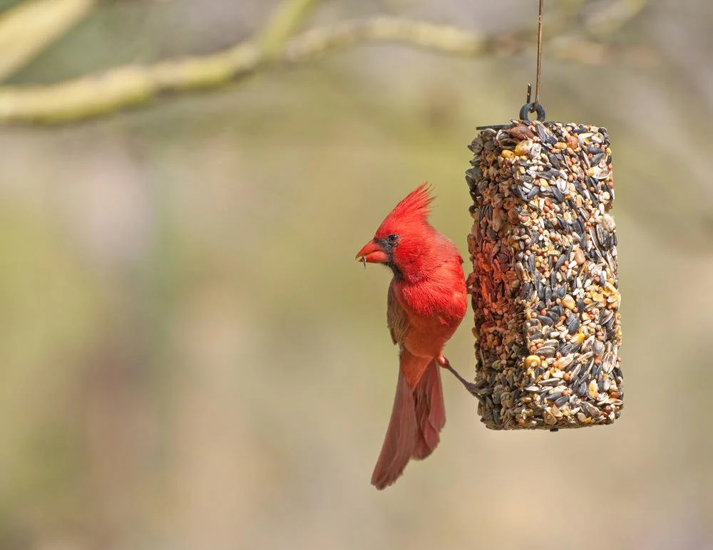 WE Need Birds &amp; Birds need Us