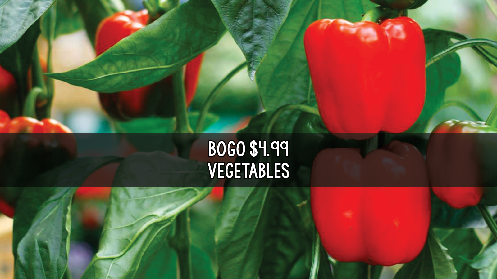 bogoveggies.png