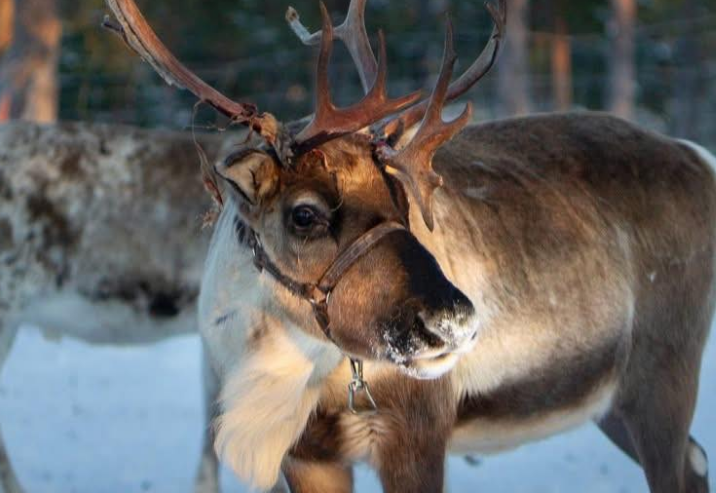 Visiting Reindeer and Reindeer Pictures are two popular events at Bucks Country Gardens. Experience the Magic of Christmas at Bucks Country Gardens with our Christmas Open House