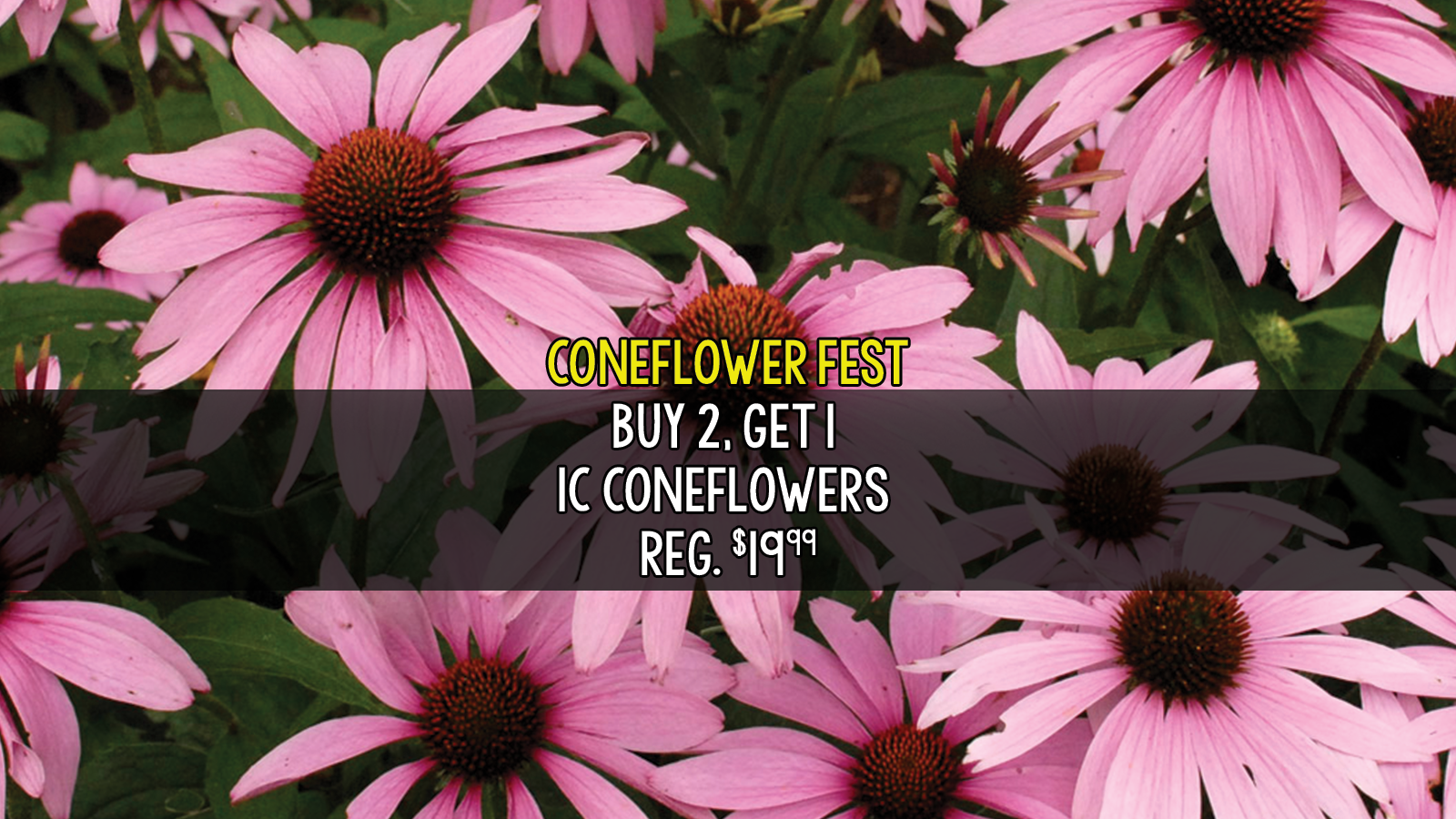coneflower slider.png