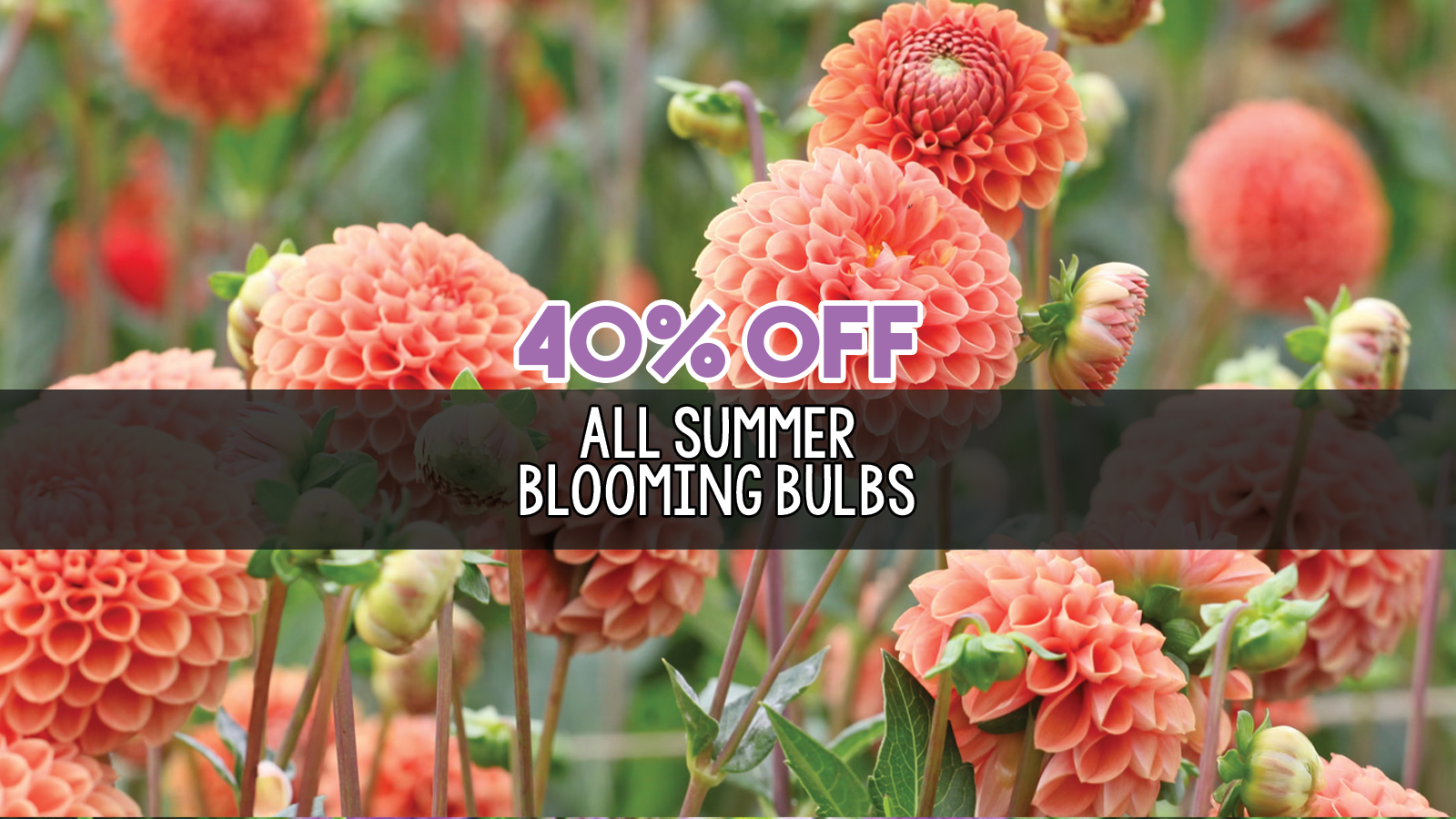 summer blooming bulbs slider.png