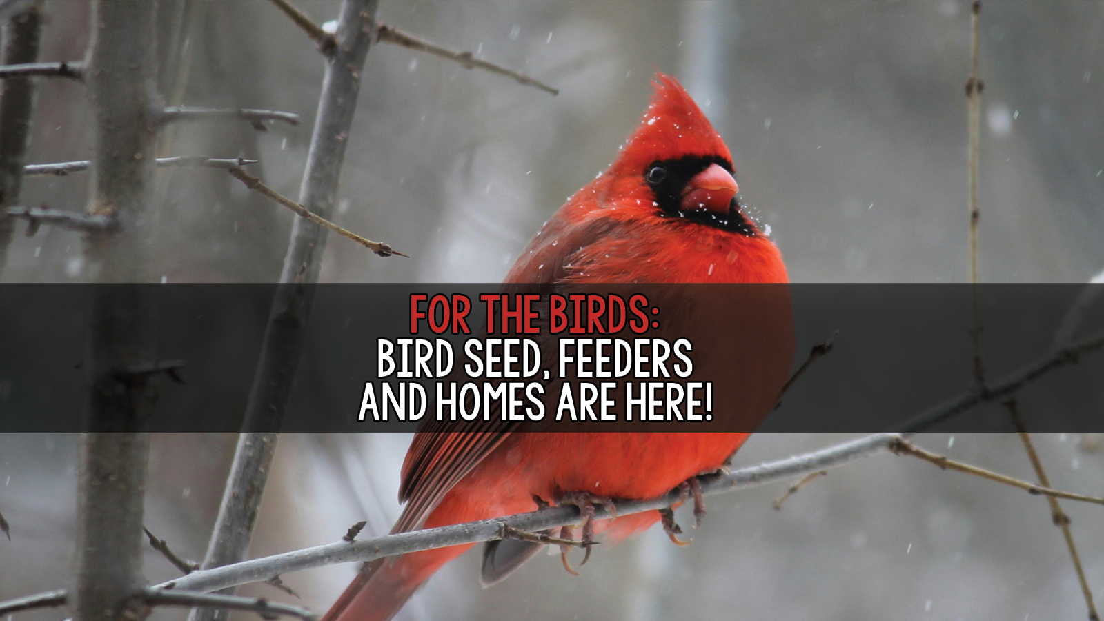 Bird Slider Winter.png