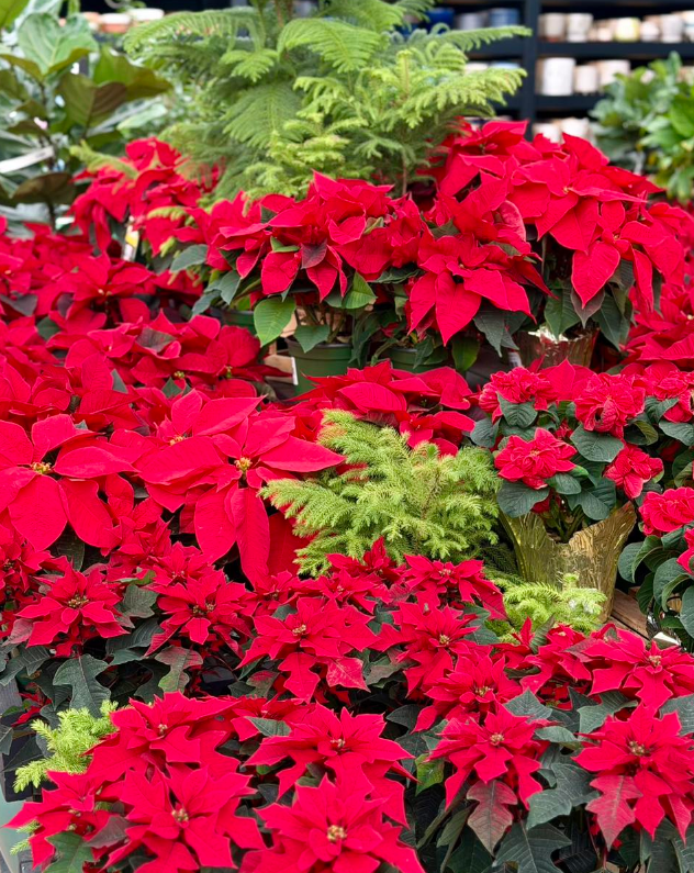 Poinsettias are great for decoration or gifting around the holiday season. Get everything you need at Bucks Country Gardens