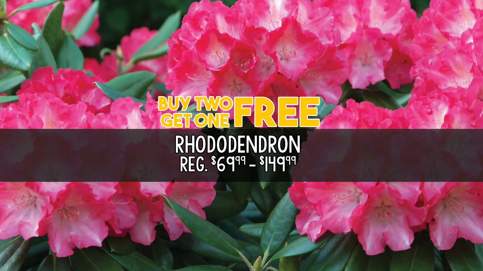 rhododendron slider.png