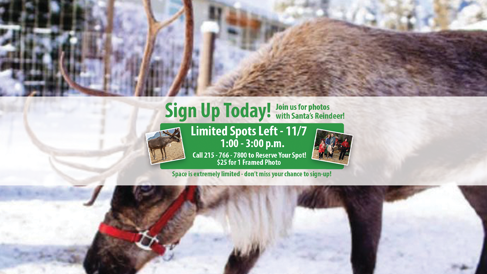 reindeer updated.png