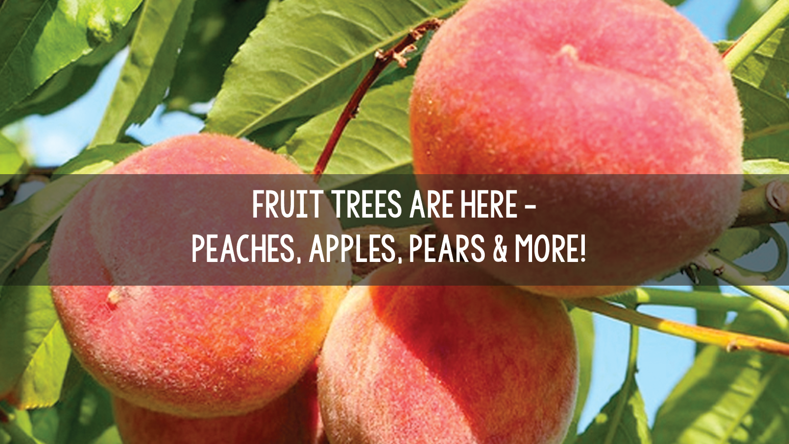 spring - peaches.png