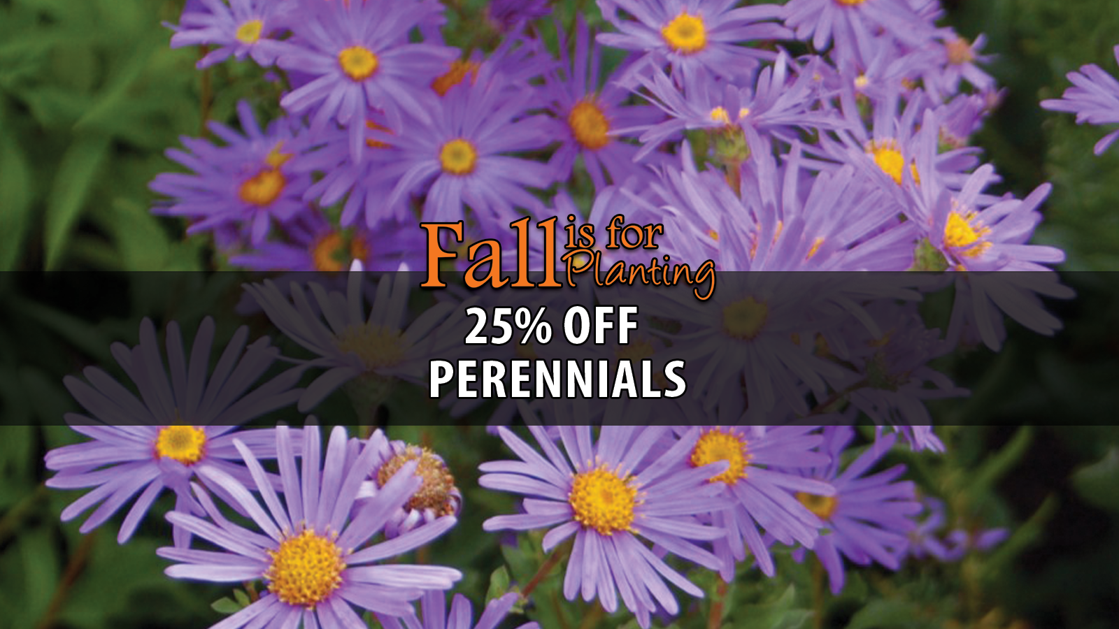Fall Perennials Aster.png