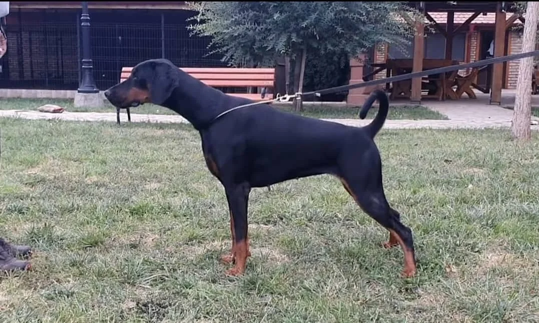 Angel of Shaytan ChingolinaExecutive Order Top AKC Breeder for