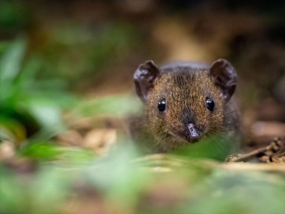 Photo by: &copy; Johan Lind/N @jlindphoto
.
.
.
#wildlifeonearth #nuts_about_wildlife #wildlifeshots #explore_wildlife #animalife_world #featured_wildlife #splendid_animals #best_moments_nature #nature_perfection #globaldaily #pro_nature #igscwildlif