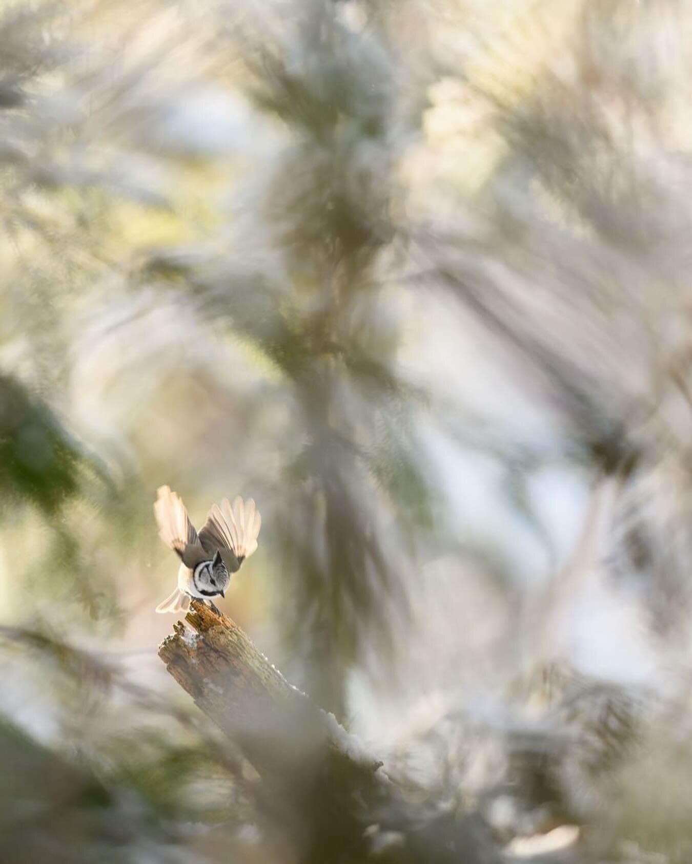 ⠀⠀⠀⠀⠀⠀⠀⠀⠀⠀⠀⠀ 

Photo by: &copy; Jukka Lausmaa/N @jukkalausmaa 
⠀⠀⠀⠀⠀⠀⠀⠀⠀⠀⠀⠀ 
⠀⠀⠀⠀⠀⠀⠀⠀⠀⠀⠀⠀ 
⠀⠀⠀⠀⠀⠀⠀⠀⠀⠀⠀⠀ 
#wildbird #birds #wildbirds #dailybirdpix #birdsofinstagram #naturephotography #birdphotography #birdlovers #bird_brilliance #bird_watchers_daill