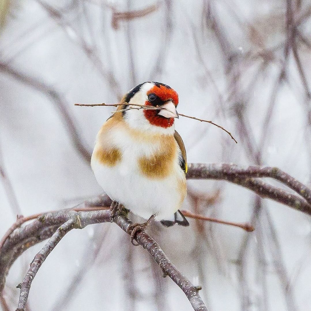 ⠀⠀⠀⠀⠀⠀⠀⠀⠀⠀⠀⠀ 

Photo by: &copy; Mikael Ackelman/N @mikael_ackelman 
⠀⠀⠀⠀⠀⠀⠀⠀⠀⠀⠀⠀ 
⠀⠀⠀⠀⠀⠀⠀⠀⠀⠀⠀⠀ 
⠀⠀⠀⠀⠀⠀⠀⠀⠀⠀⠀⠀ 
#wildbird #birds #wildbirds #dailybirdpix #birdsofinstagram #naturephotography #birdphotography #birdlovers #bird_brilliance #bird_watchers_