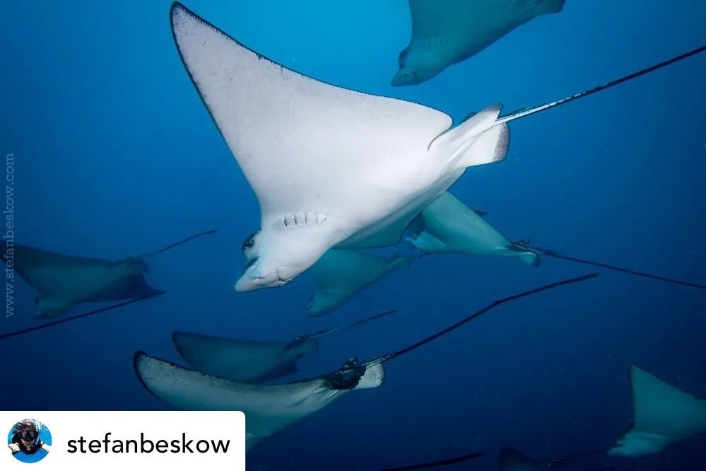 Eagle rayv Maldives

Photo by:&copy;️Stefan Beskow/N @Stefanbeskow

#naturfotograferna/n #eagleray #Maldives #underwaterphotography #diving