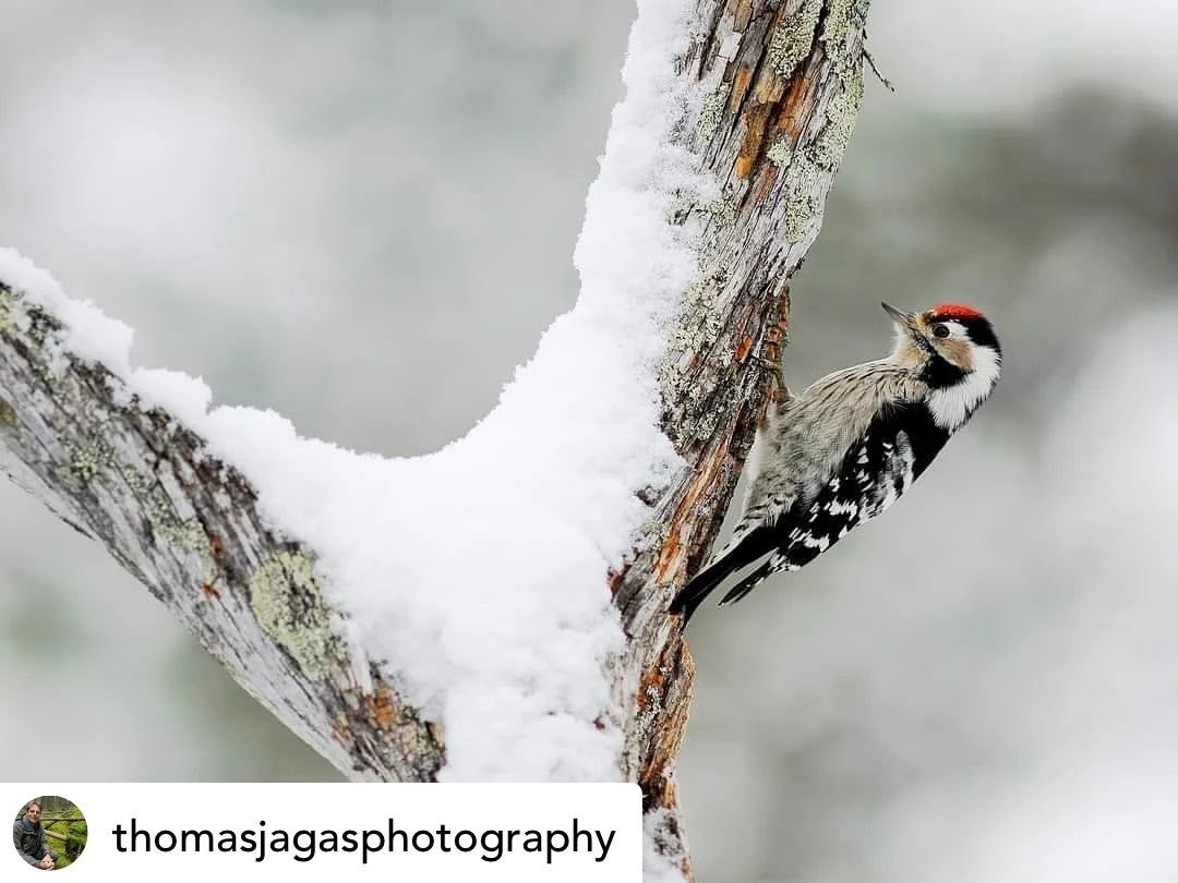 A lesser woodpecker

Photo by:&copy;️Thomas J&aring;gas/N @thomasjagasphotography
#lesserwoodpecker #mindrehackspett #naturfotograferna/N #snow #woodpeckers #dalarna