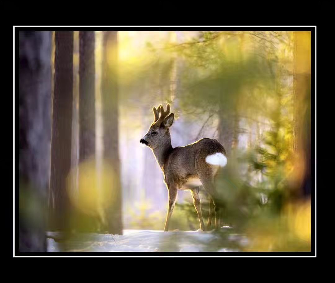 Photo by: &copy; Torbj&ouml;rn Lilja/N @tobbenatur
.
.
.
#wildlifeonearth #nuts_about_wildlife #wildlifeshots #explore_wildlife #animalife_world #featured_wildlife #splendid_animals #best_moments_nature #nature_perfection #globaldaily #pro_nature #ig