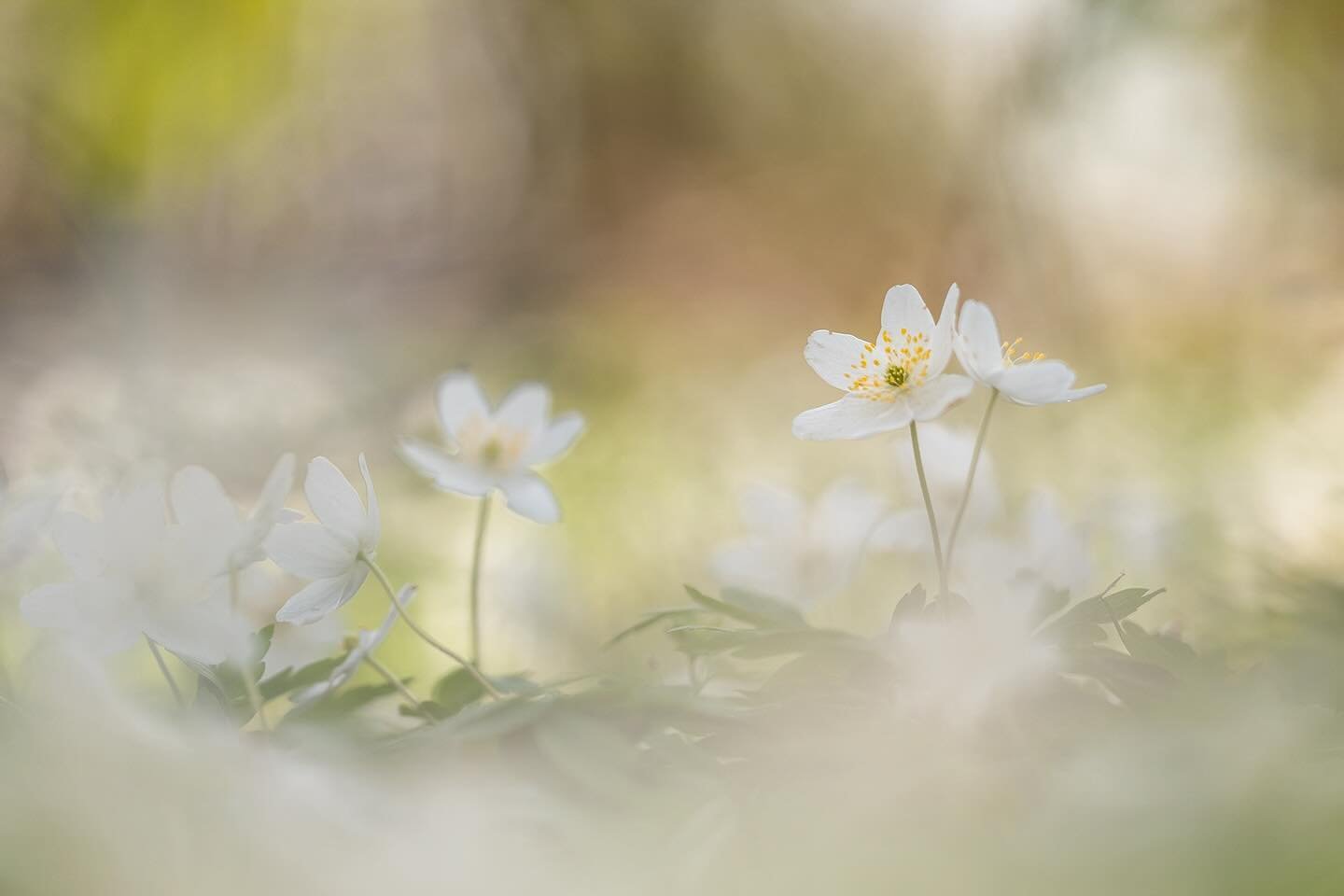 ⠀⠀⠀⠀⠀⠀⠀⠀⠀⠀⠀⠀ 

Photo by: &copy; Camilla Noresson/N @cmn1967 
⠀⠀⠀⠀⠀⠀⠀⠀⠀⠀⠀⠀ 
⠀⠀⠀⠀⠀⠀⠀⠀⠀⠀⠀⠀ 
⠀⠀⠀⠀⠀⠀⠀⠀⠀⠀⠀⠀ 
#macro_captures_ #macrooftheday #smallworld_uc #allkindsofnature #breathtaking_macro #macromood #flowersandmacro #macro_vision #top_macro #fauna #f