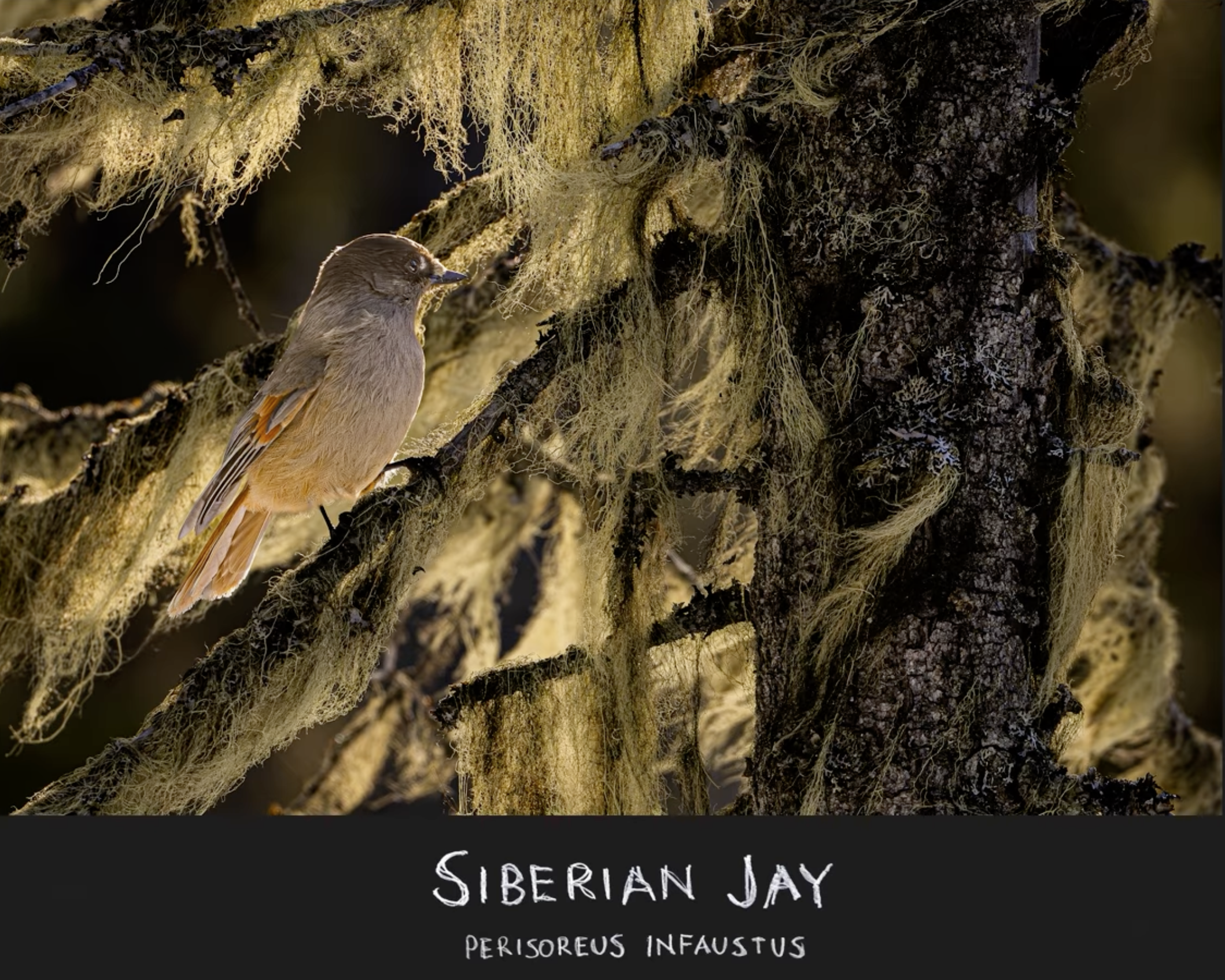 I lavskrikans skog tillsammans med Rolf Segerstedt