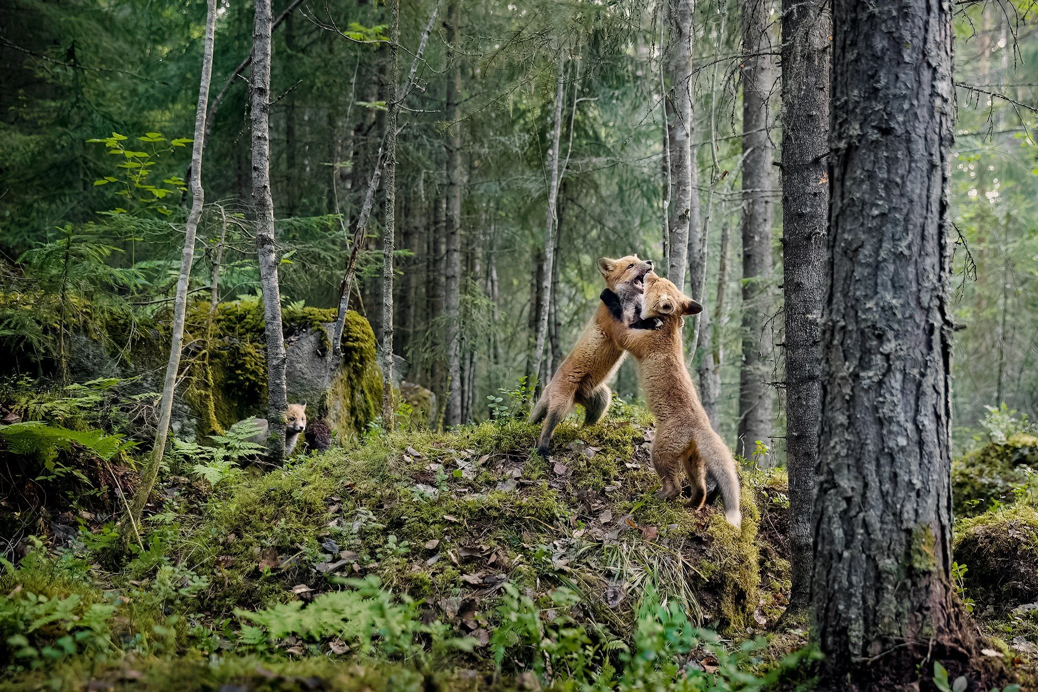 4x /N i Nordic Nature Photo Contest 2026