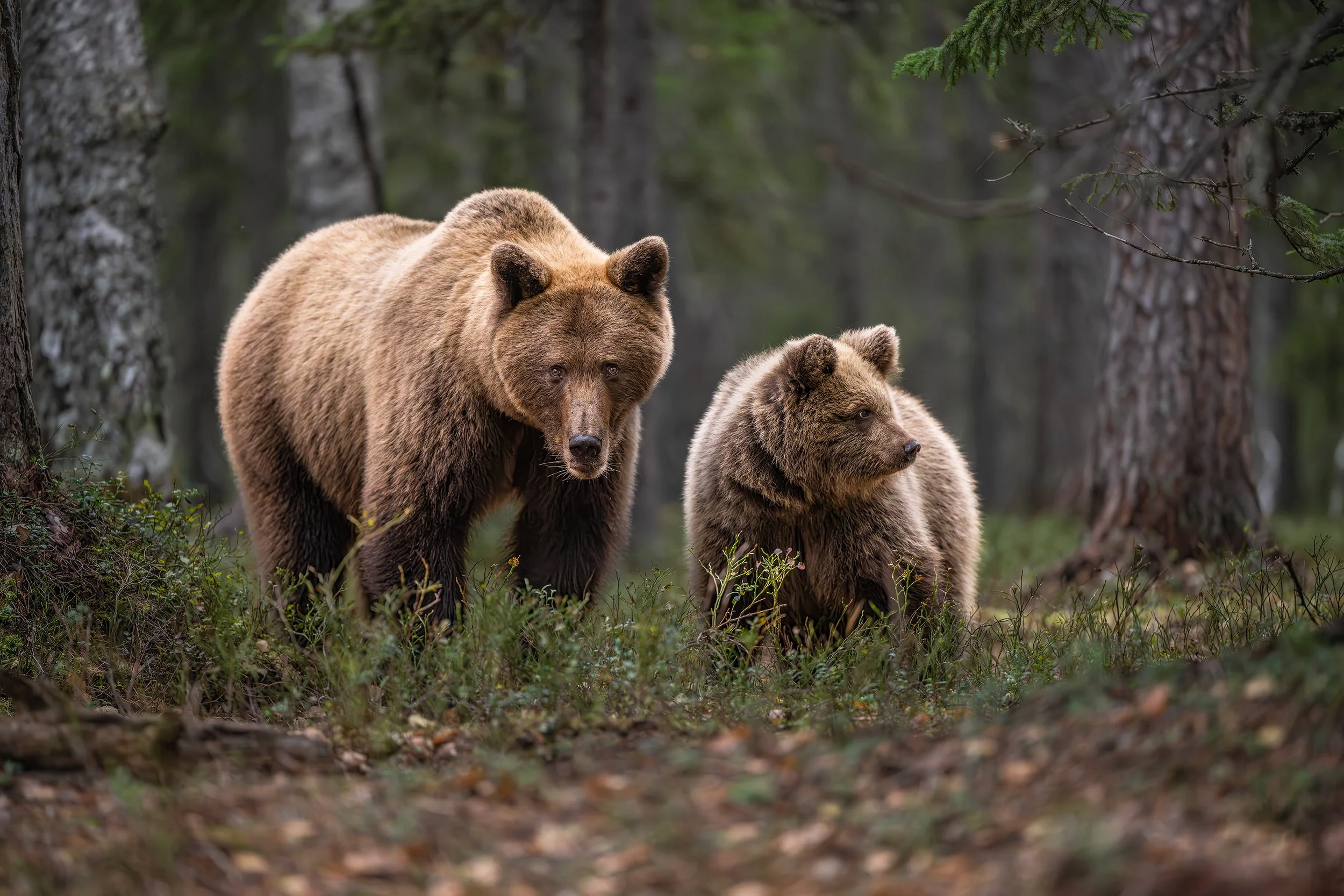 Fotograf: Ola Jennersten