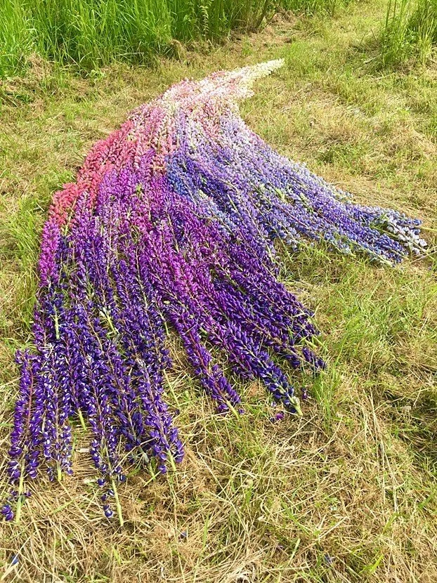 Death and Flowers, 5/25