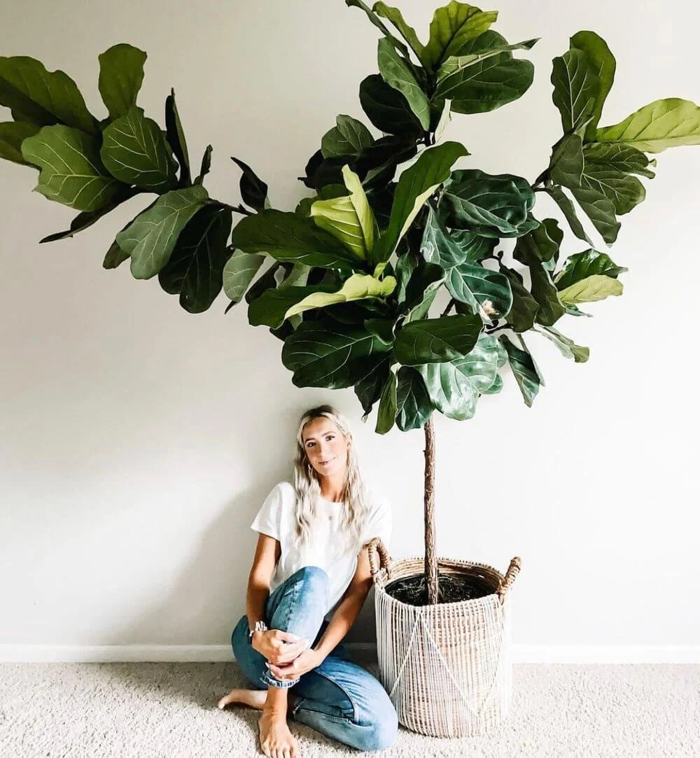 Fidde Fig How to Grow a Fiddle Leaf Fig — House + Plant